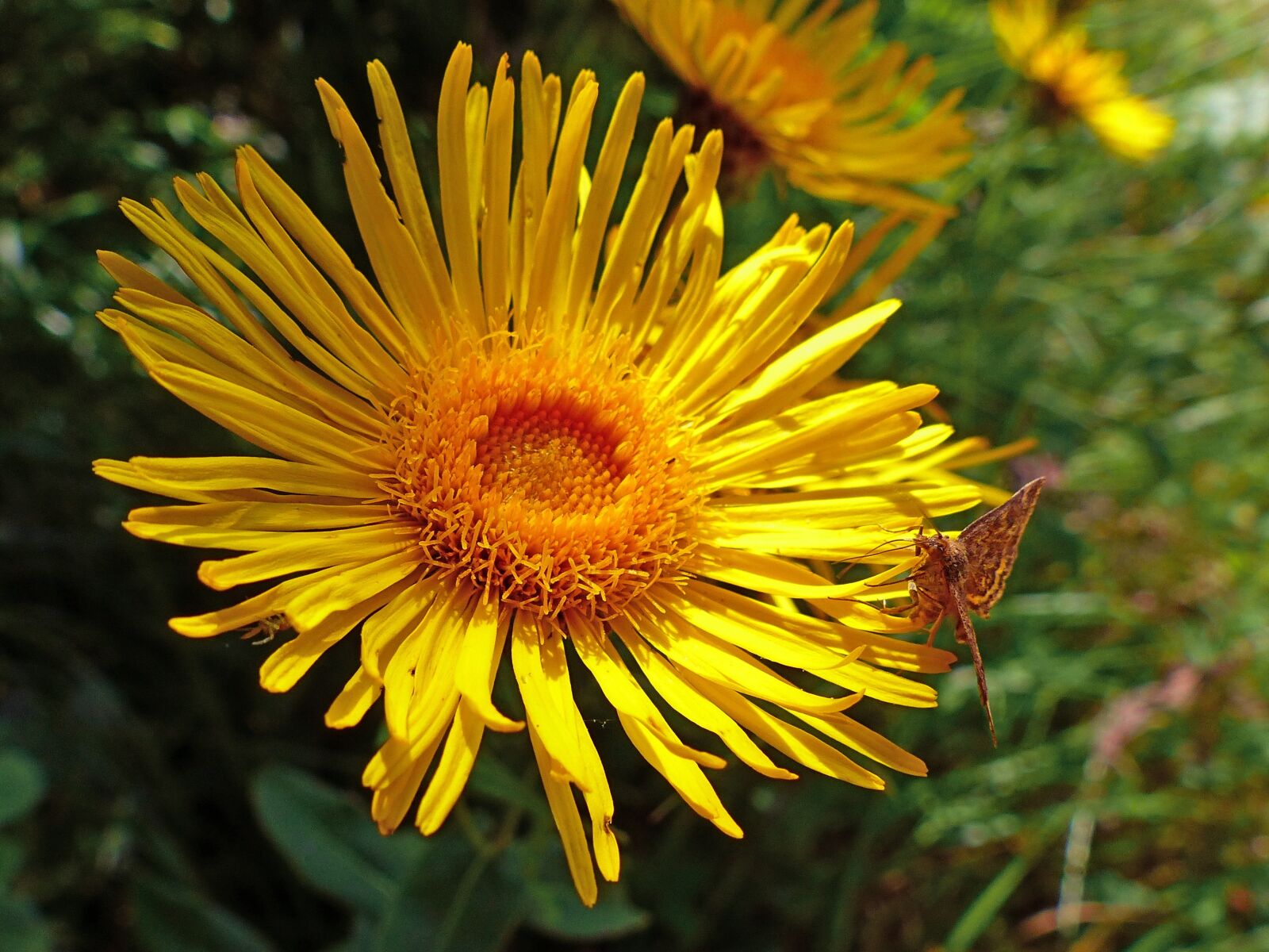 Panasonic Lumix DMC-FZ200 sample photo. Flowers, nature, macro photography
