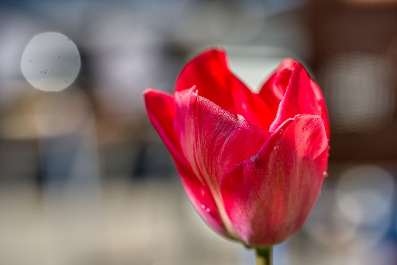 Nikon D750 sample photo. Tulip, flower, blossom photography