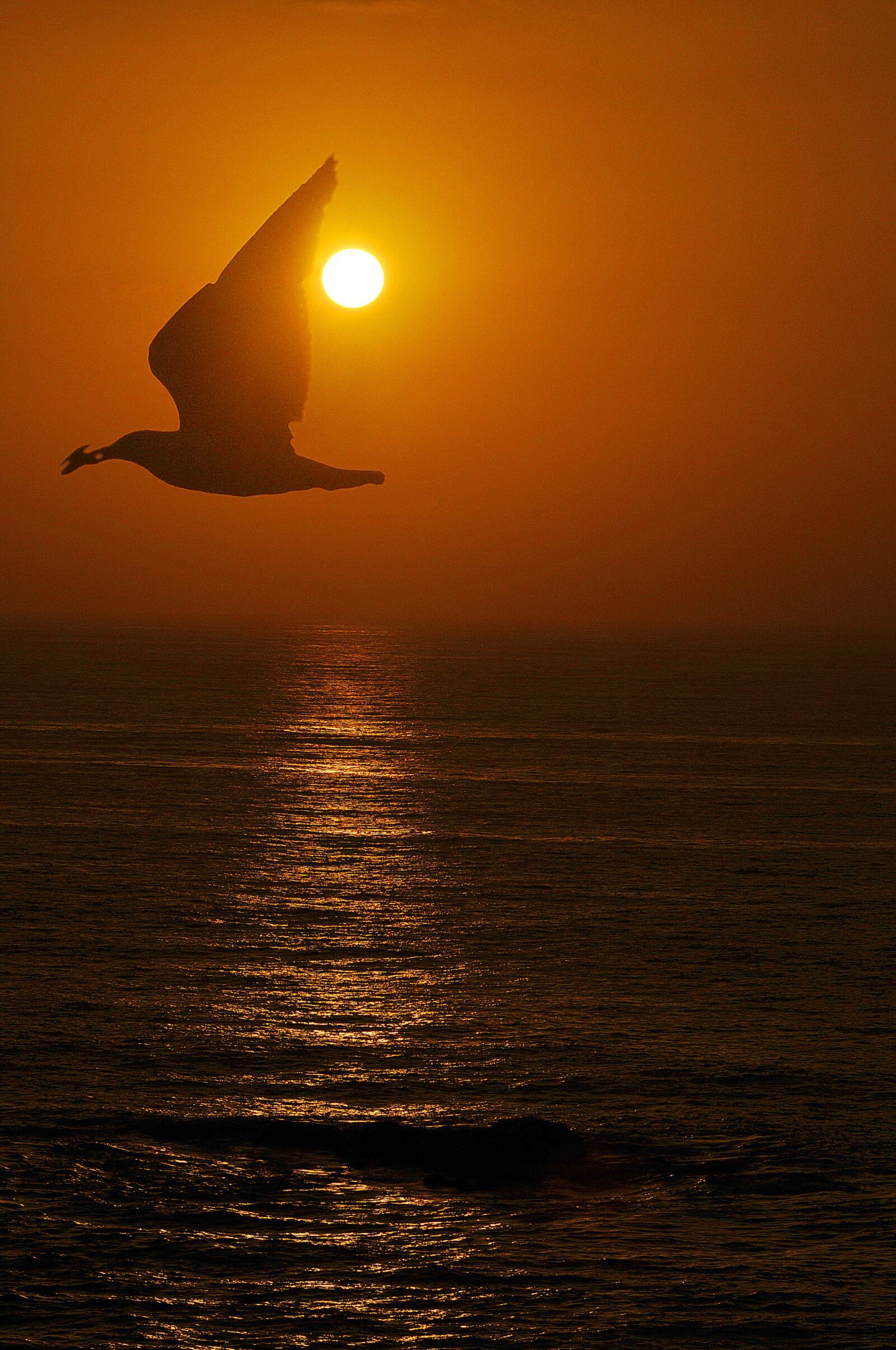 Nikon D300S sample photo. Seagull, sunset, beach photography