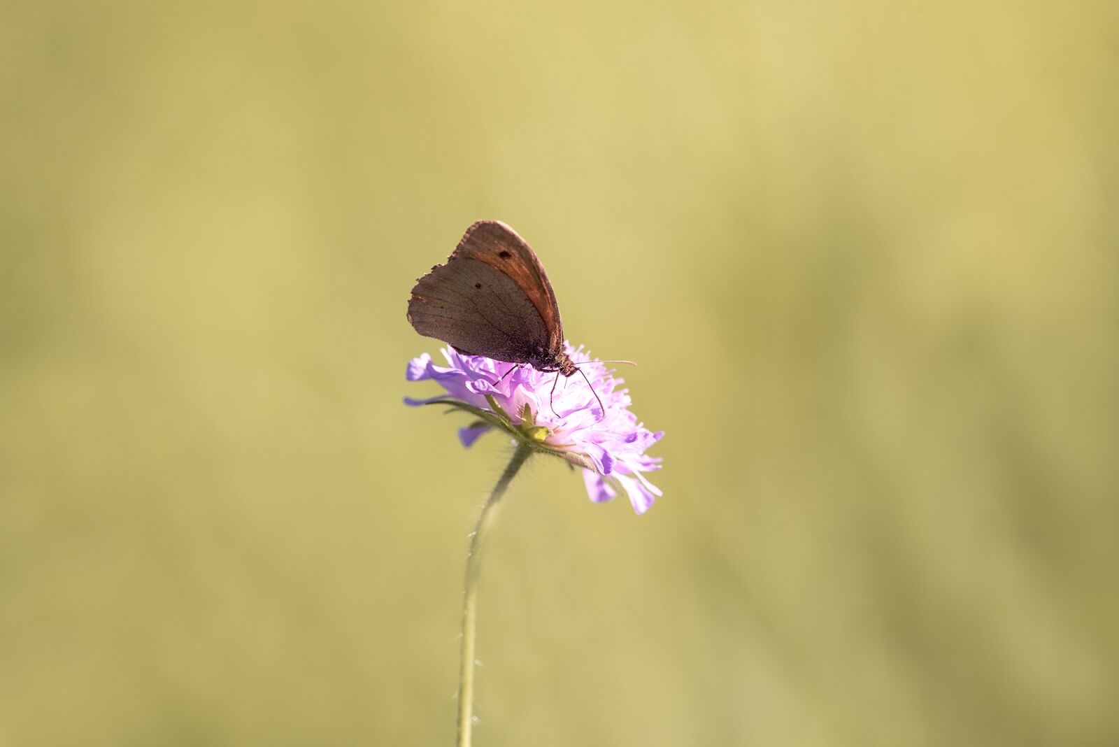 Nikon D750 sample photo. Butterfly, insect, edelfalter photography