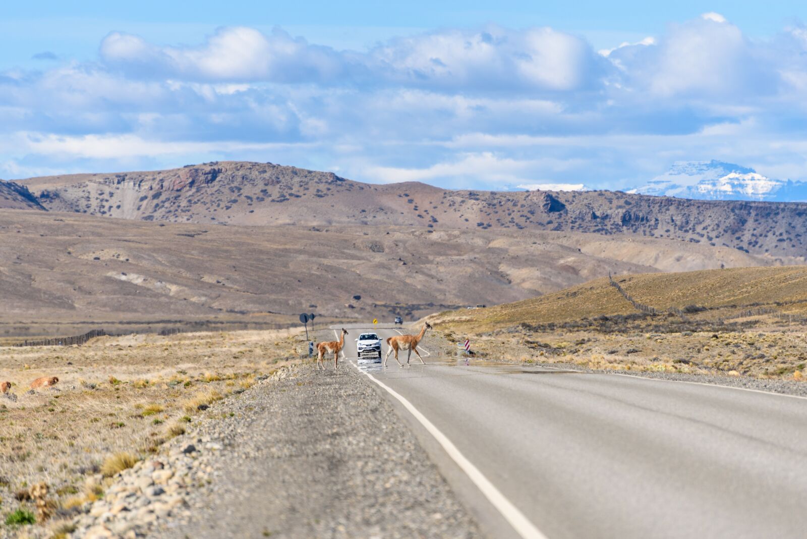 Nikon D750 sample photo. Landscape, road, guanacos photography