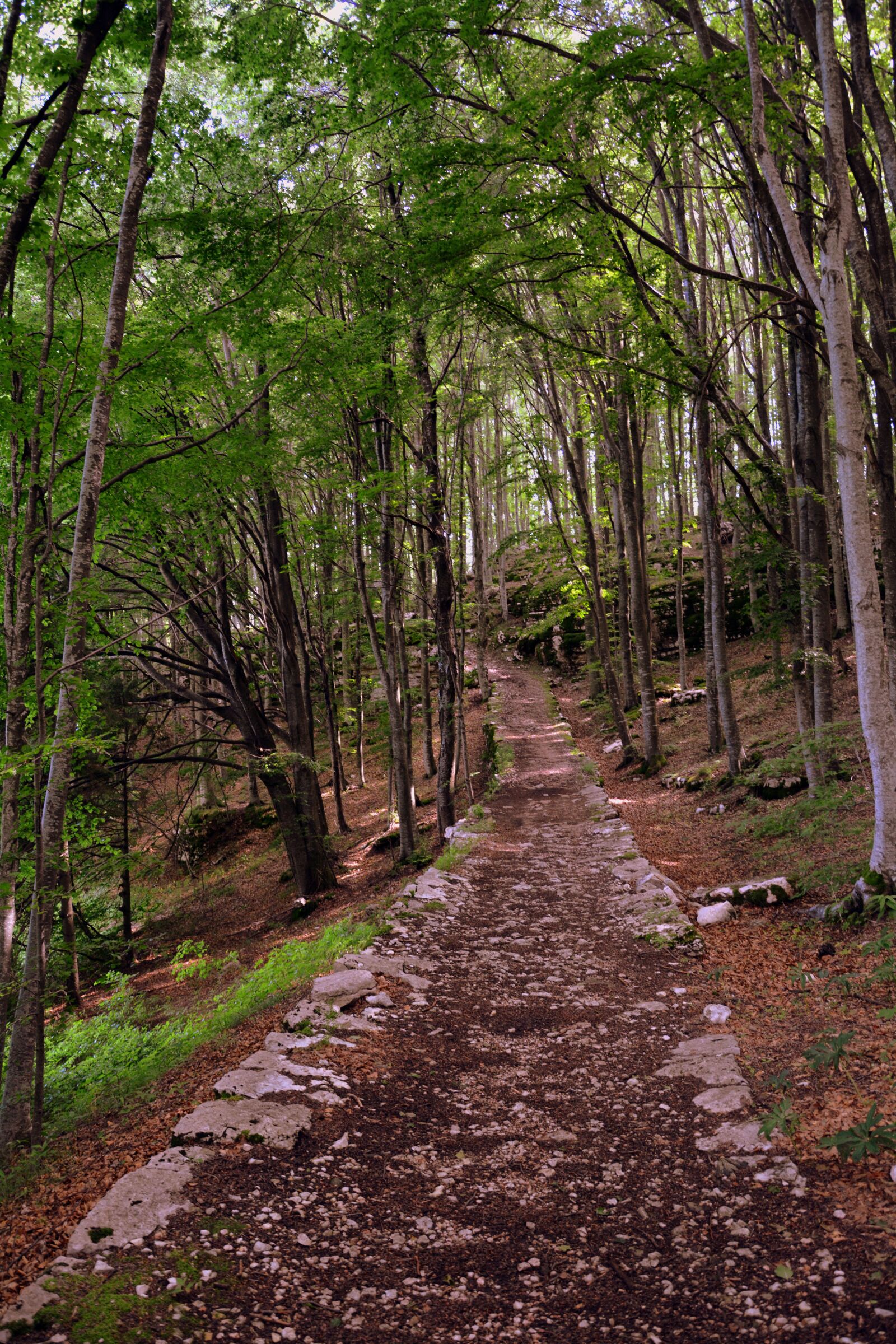 Nikon D7100 sample photo. Trail, forest, nature photography