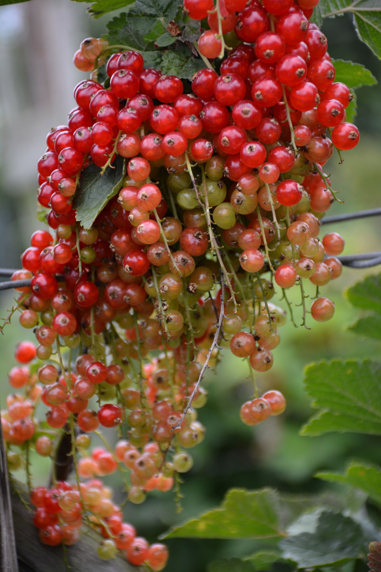 Nikon D7100 sample photo. Fresh, fruit, food photography