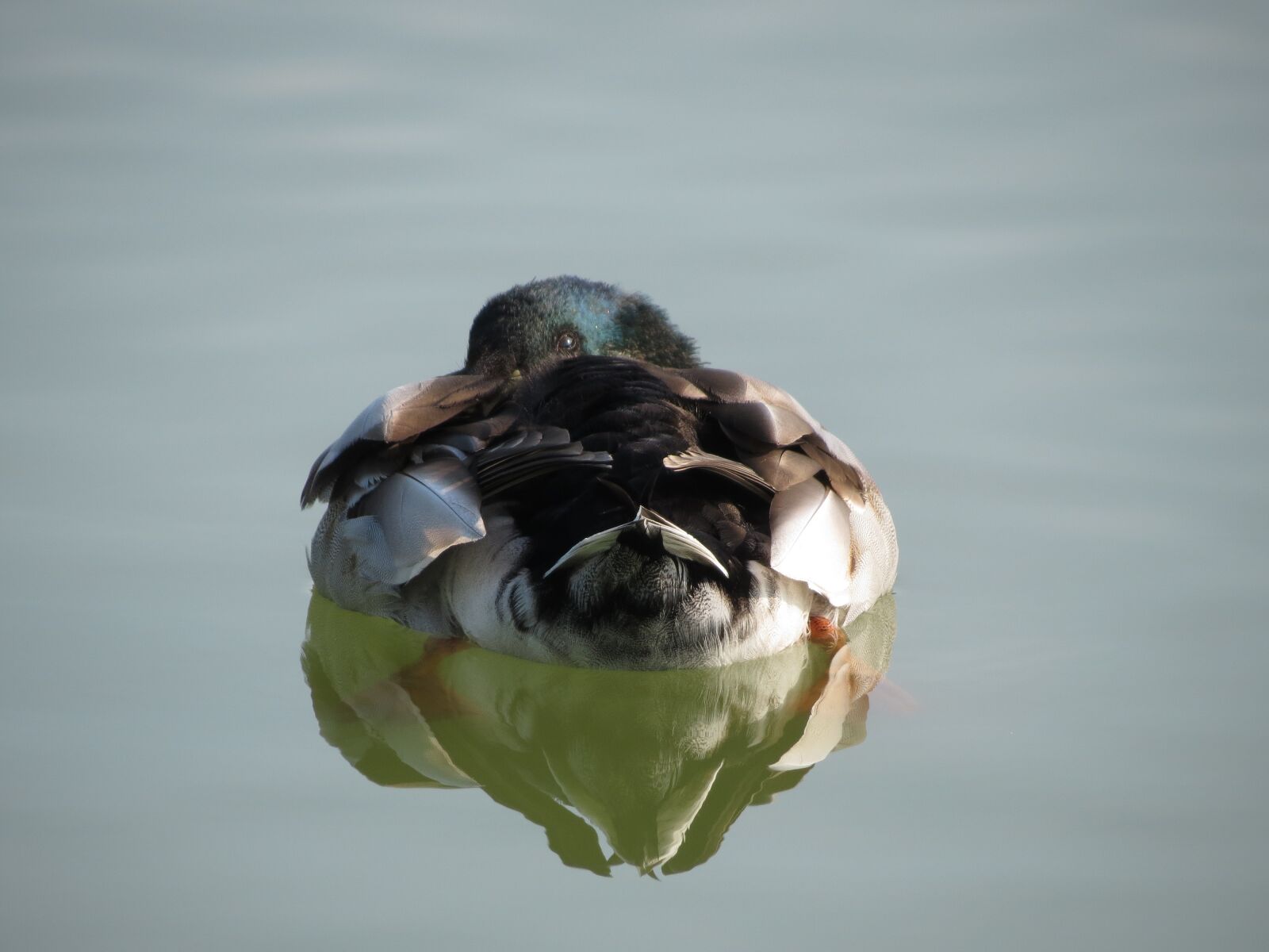 Canon PowerShot SX40 HS sample photo. Duck, lake, reflection photography