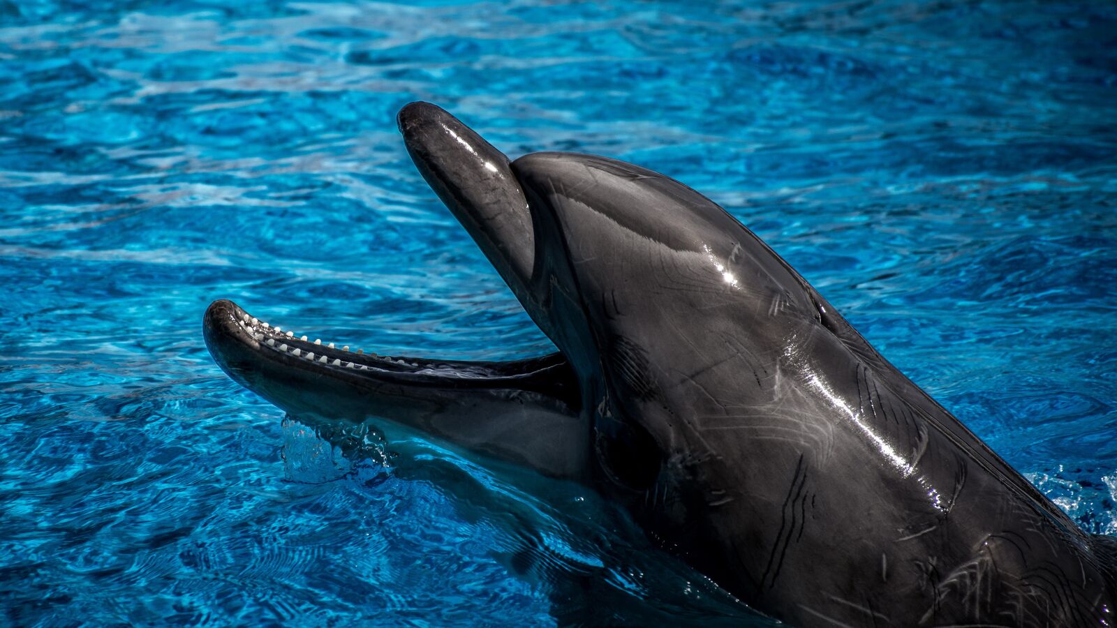 Nikon D5200 sample photo. Dolphin, sea, water photography