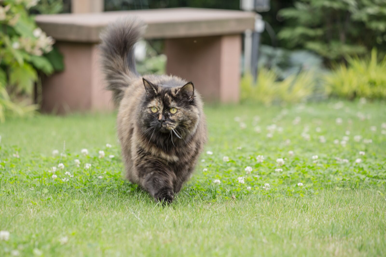 Canon EF 70-300 F4-5.6 IS II USM sample photo. Cat, british longhair, breed photography