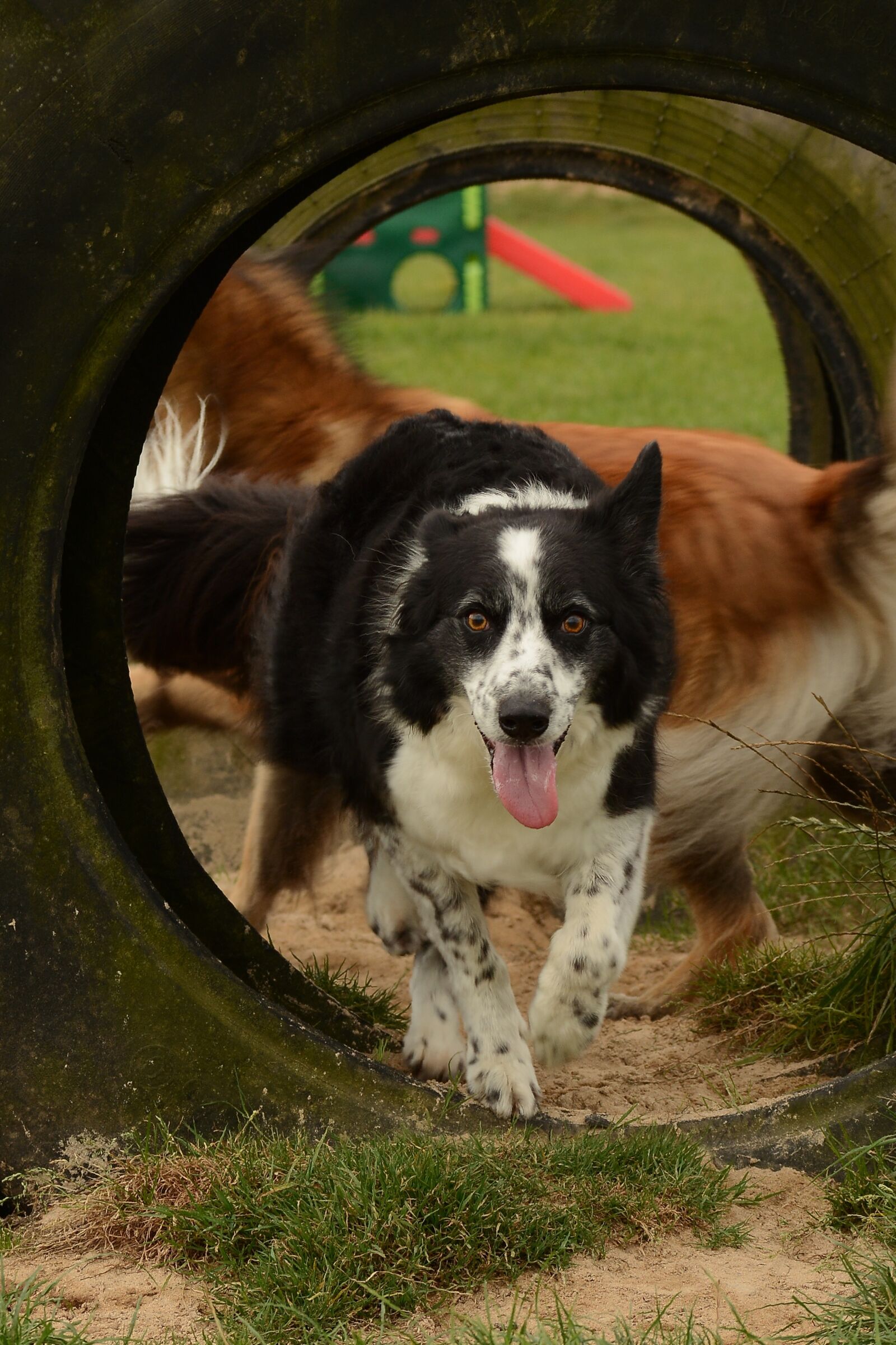 Nikon D7100 sample photo. Collie, dog, run photography