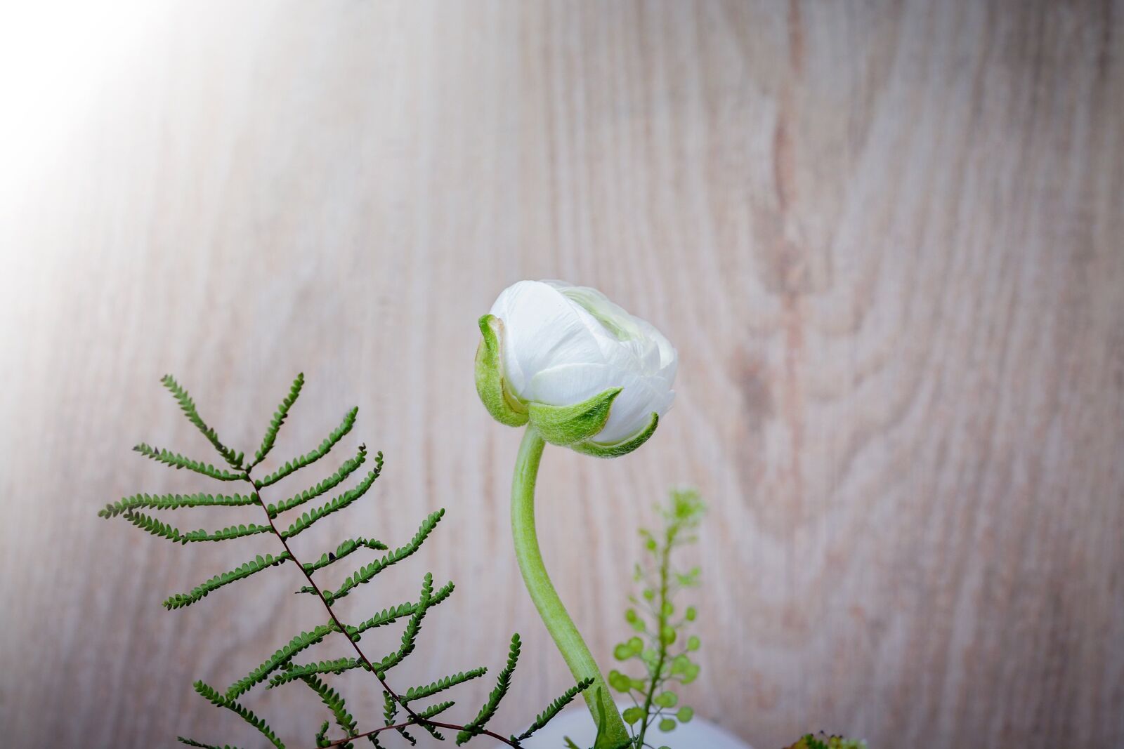 Nikon D7100 sample photo. Ranunculus, flower, white photography