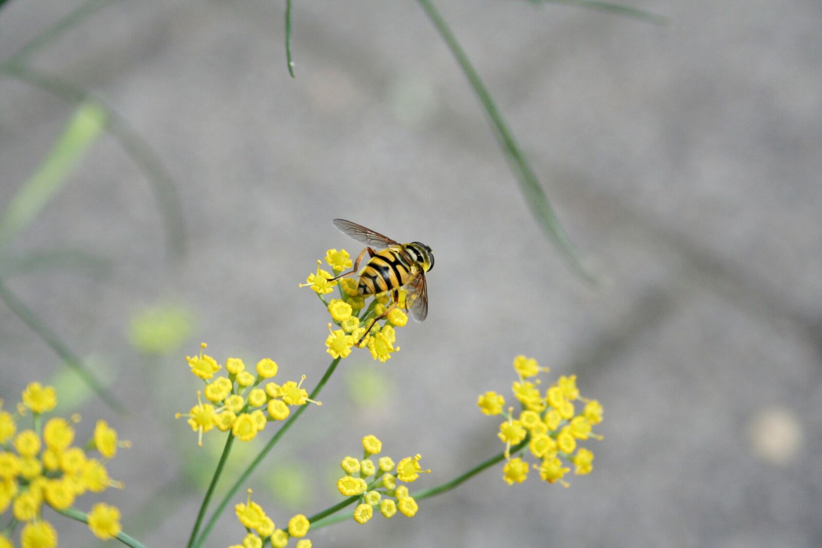 Canon EOS 350D (EOS Digital Rebel XT / EOS Kiss Digital N) sample photo. Wasp, bug, nature photography