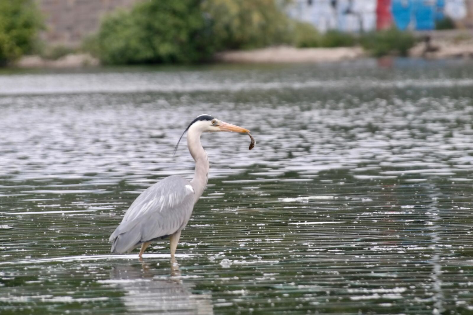 Samsung NX300 sample photo. Grey heron, heron, bill photography