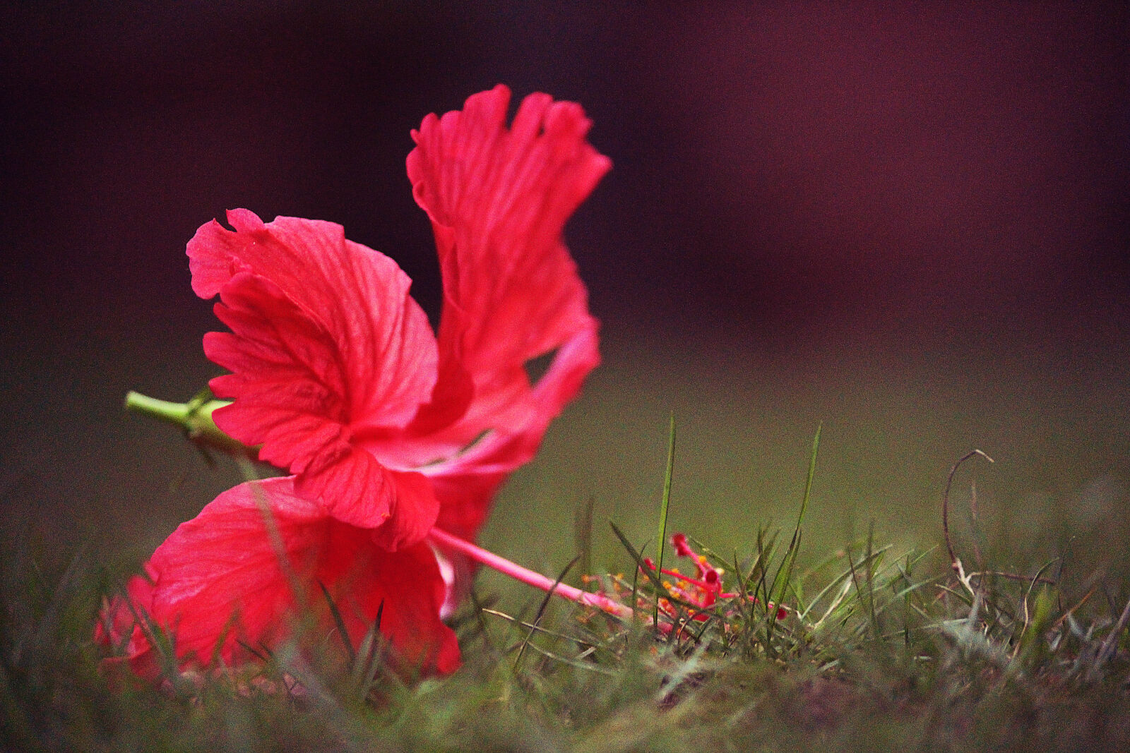 Canon EOS 700D (EOS Rebel T5i / EOS Kiss X7i) sample photo