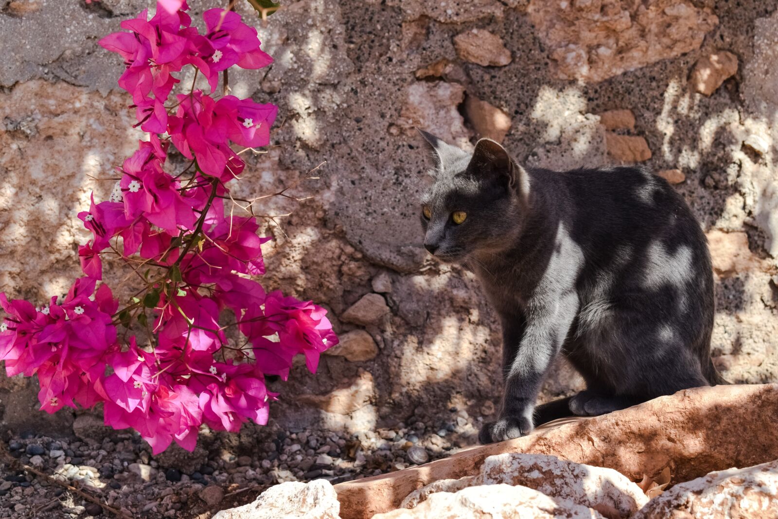 Nikon D3300 sample photo. Cat, stray, grey photography