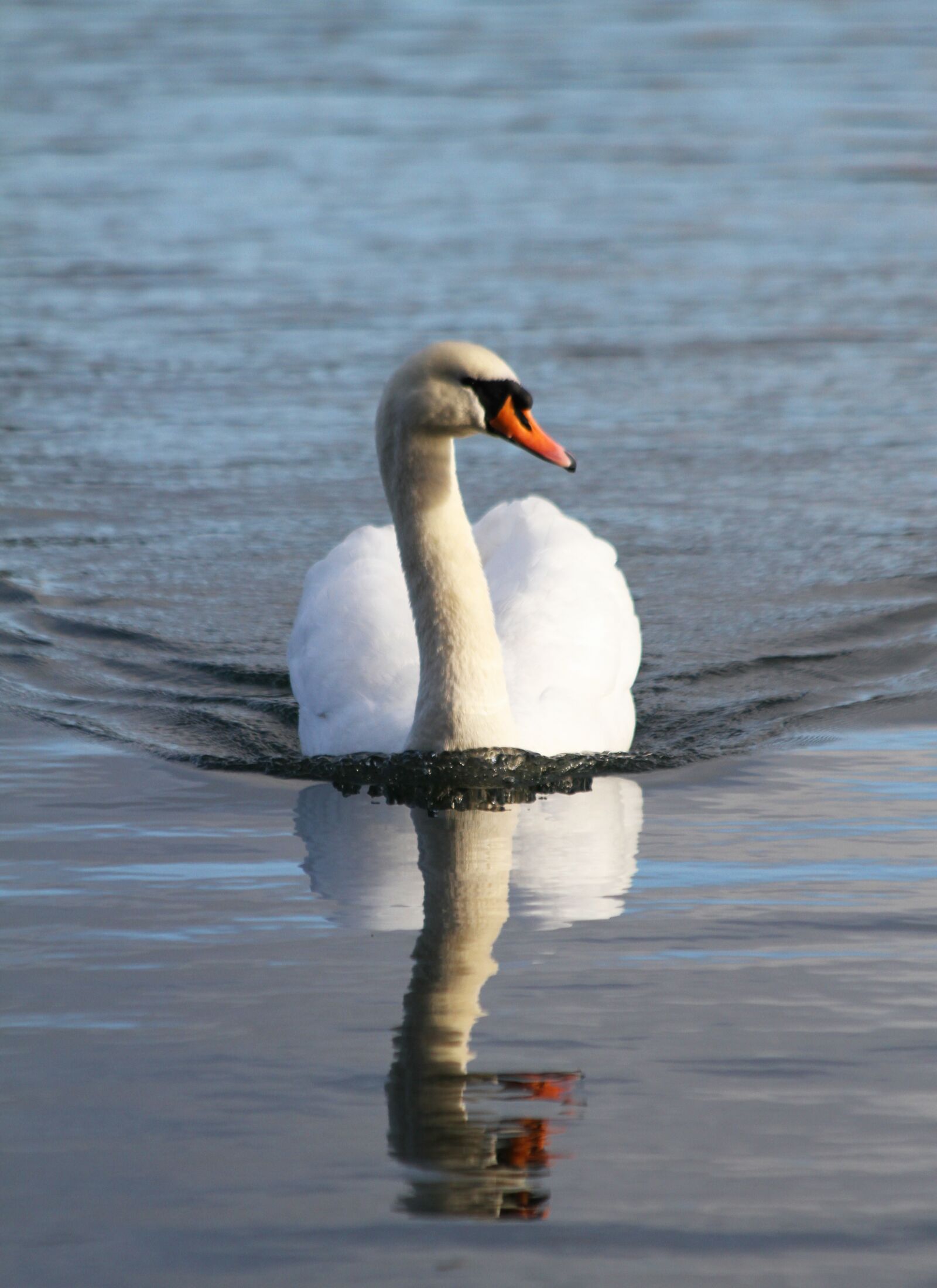 Canon EOS 7D sample photo. Swan, bird, swimming photography