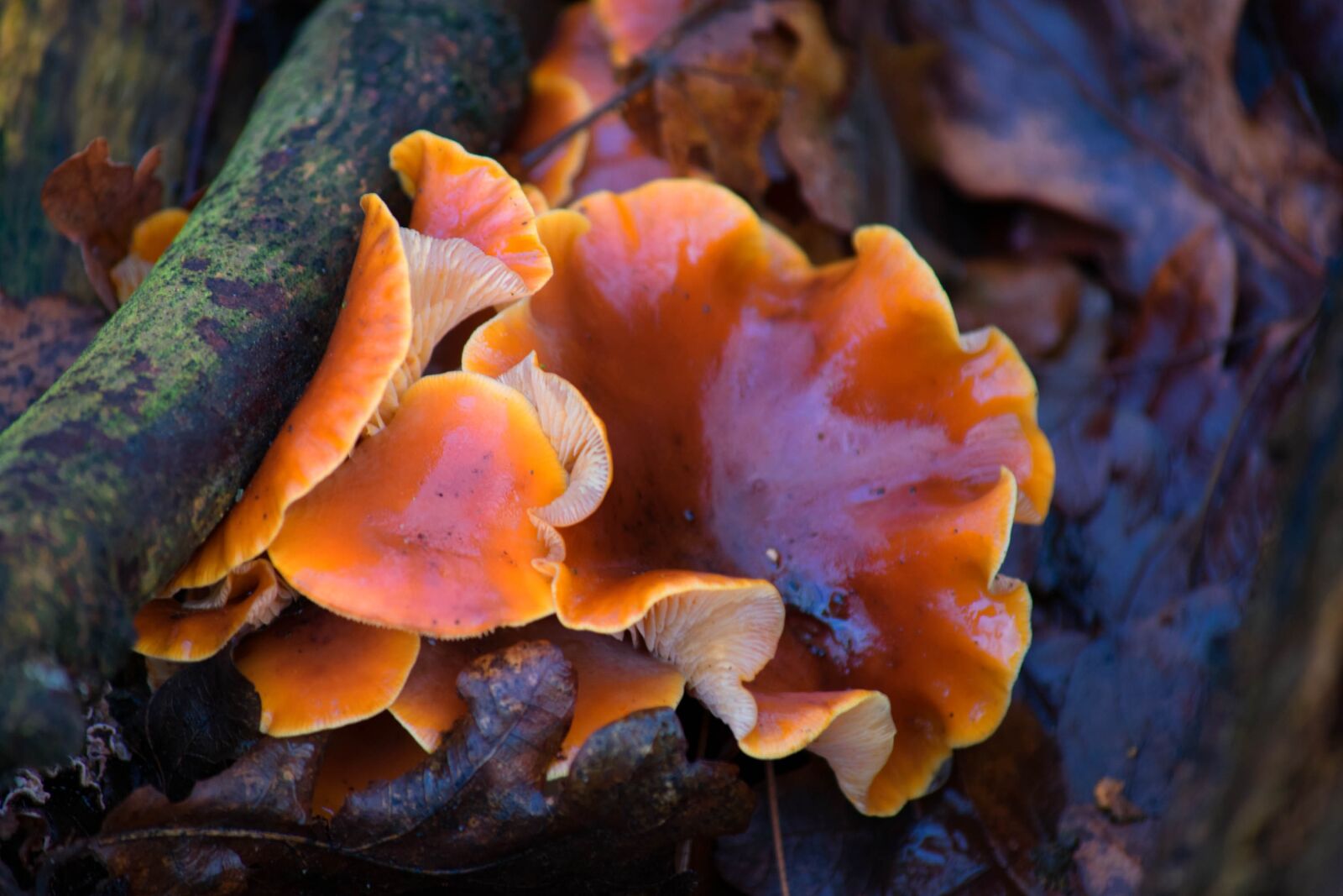 Nikon D3400 sample photo. Nature, forest, fungus photography