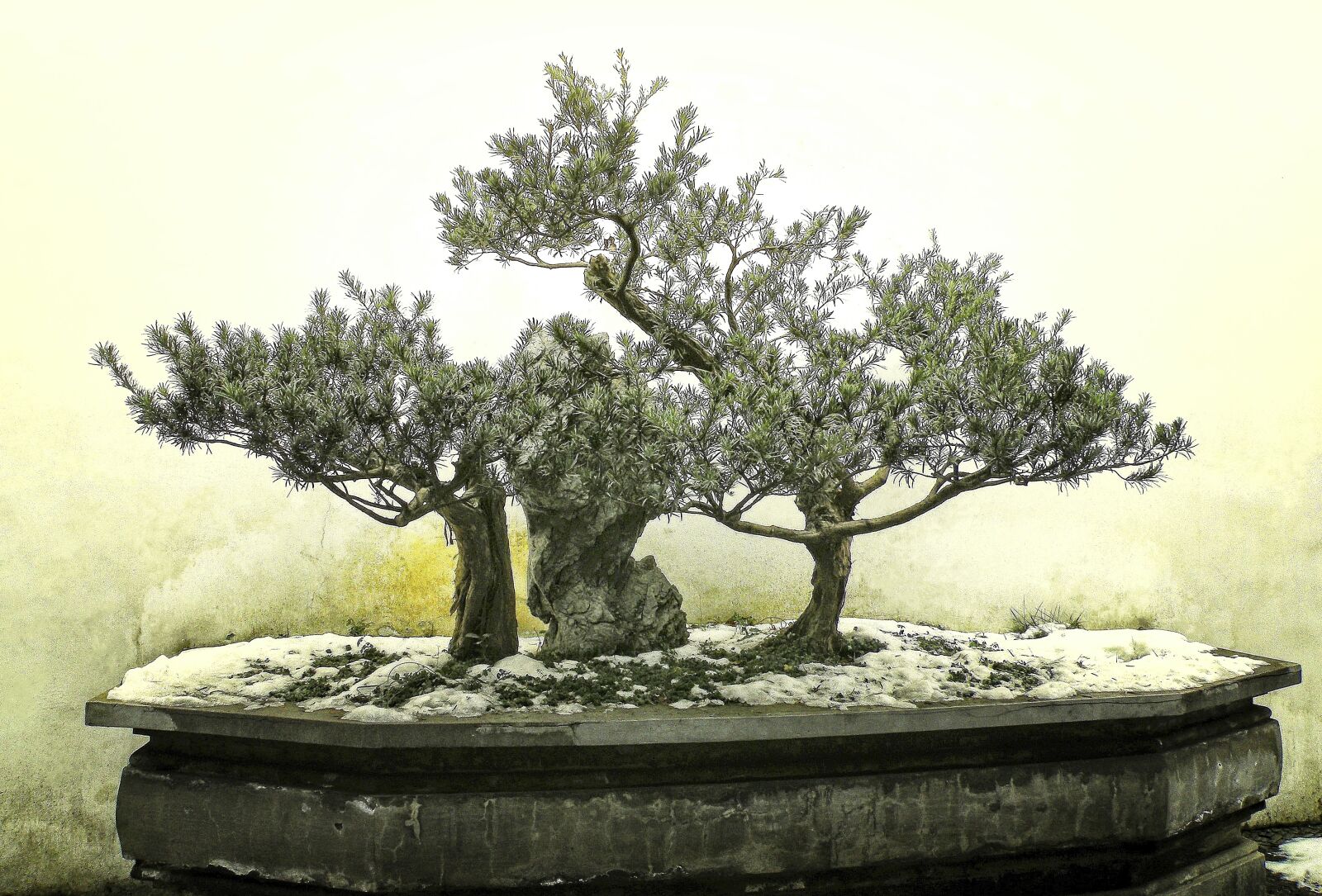 Nikon Coolpix P80 sample photo. Bonsai, tree, winter photography