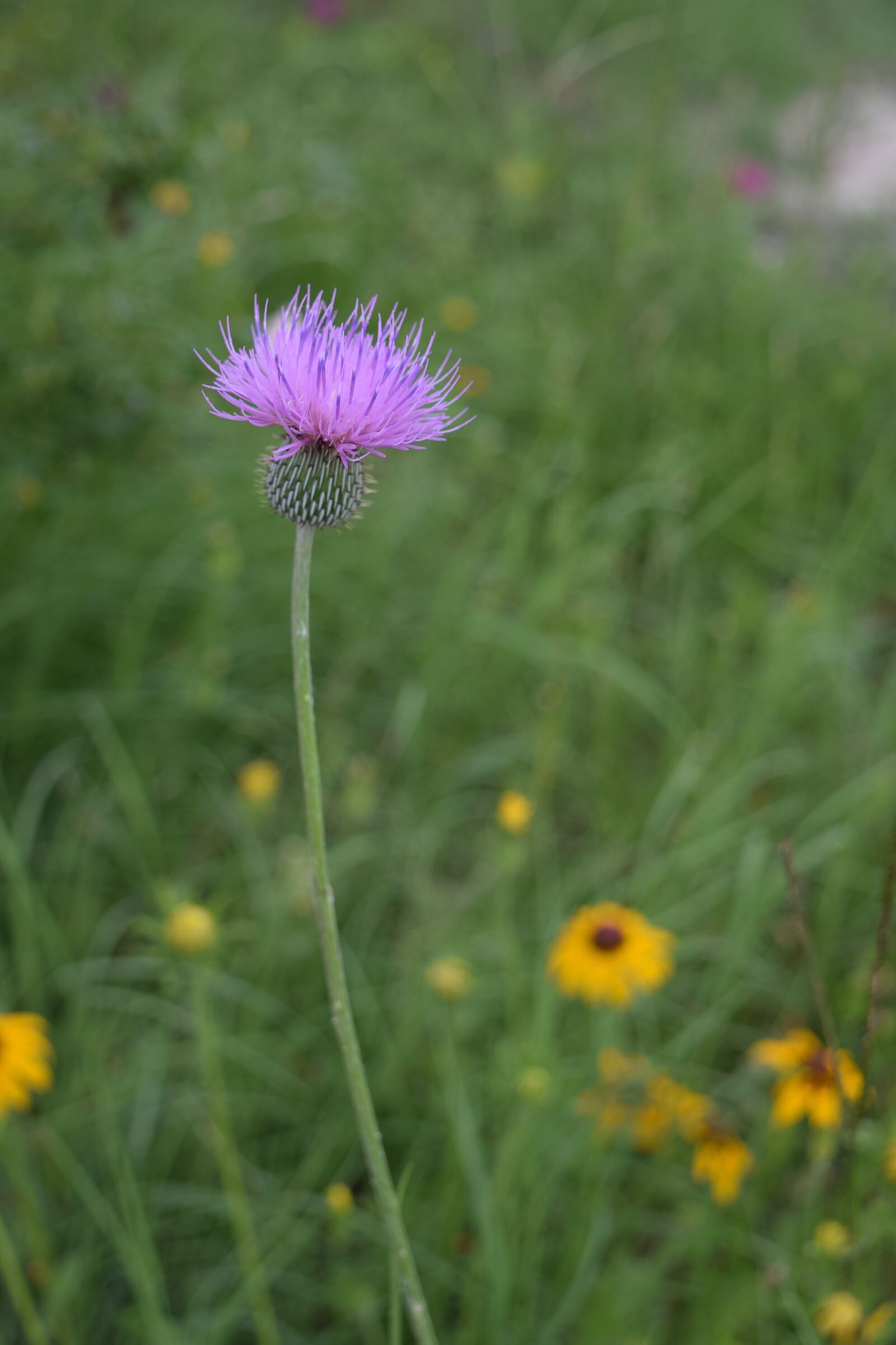 Nikon D3300 sample photo. Thistle, flower, wild flower photography