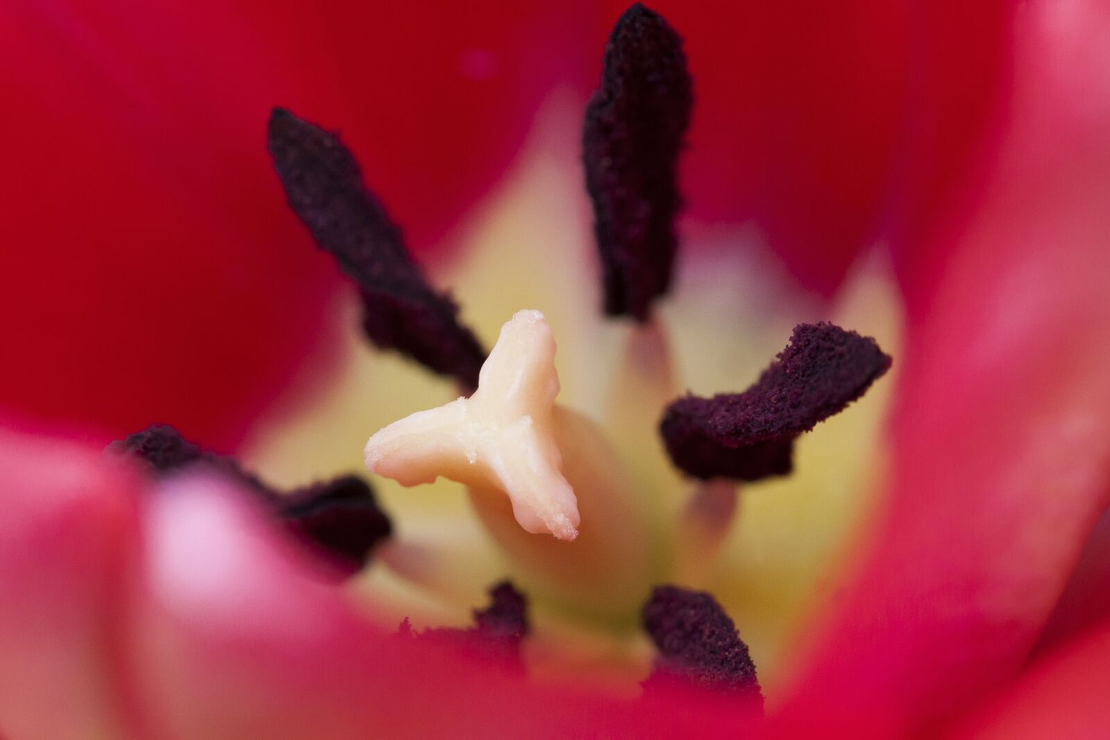 Canon EOS 50D + Canon EF-S 60mm F2.8 Macro USM sample photo. Tulip, stamp, stamens photography
