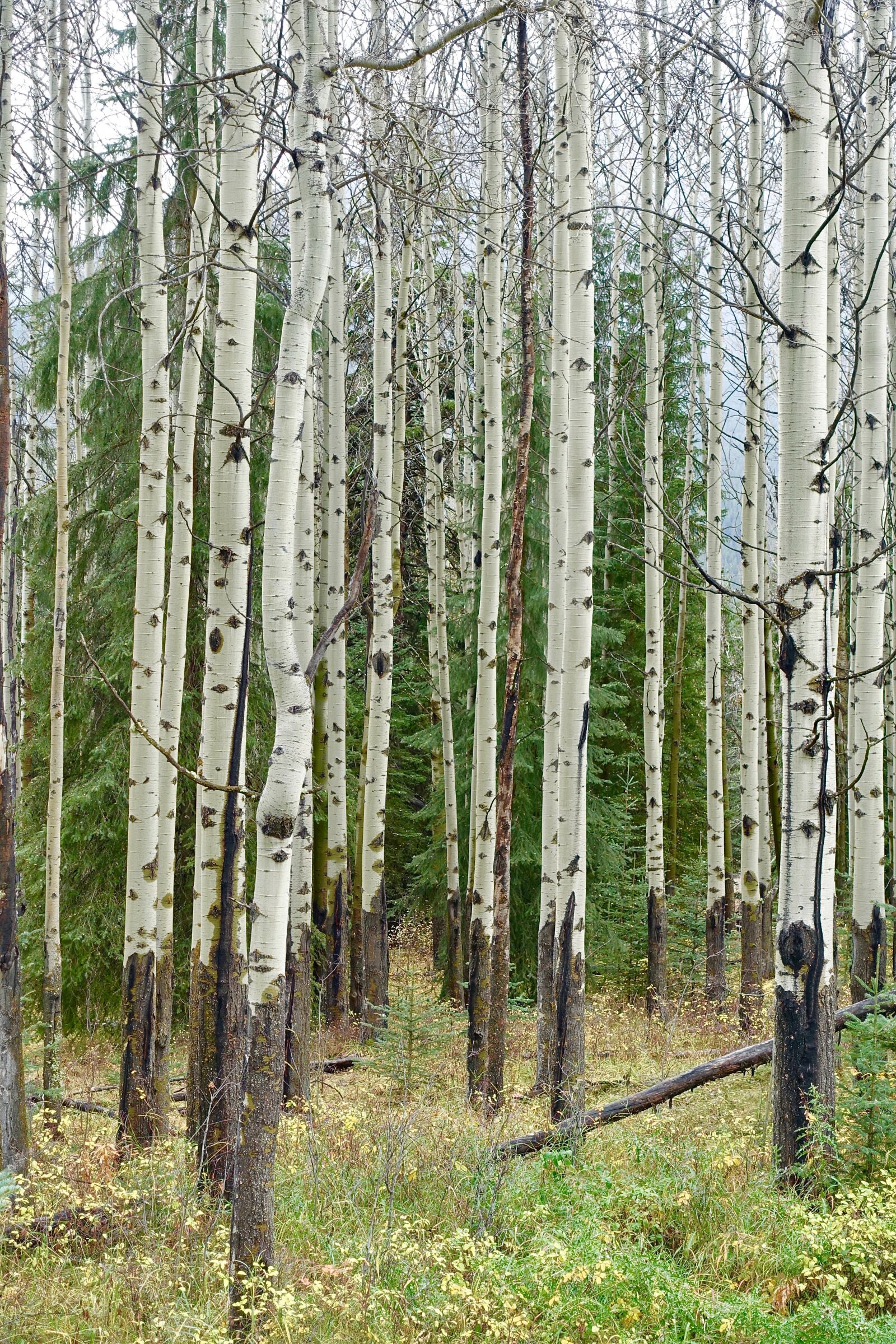 Sony Cyber-shot DSC-RX100 III sample photo. Birch trees, forest, trunks photography