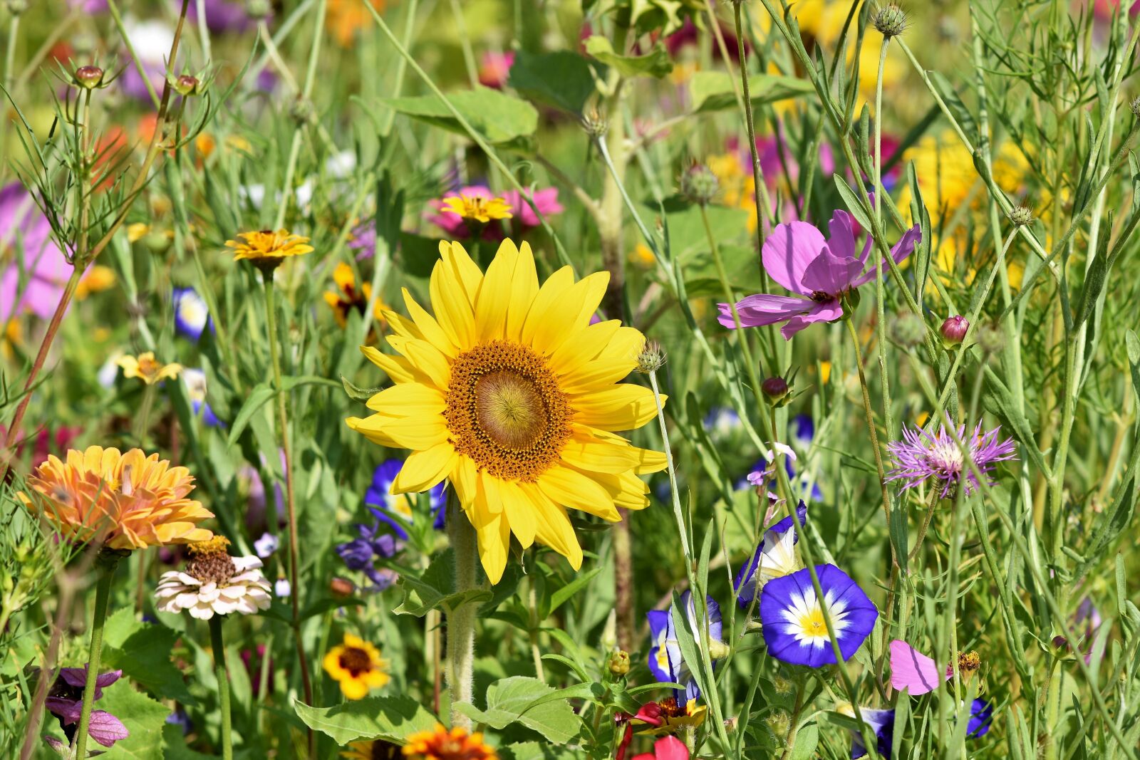 Nikon D7200 sample photo. Sunflower, flower meadow, flowers photography