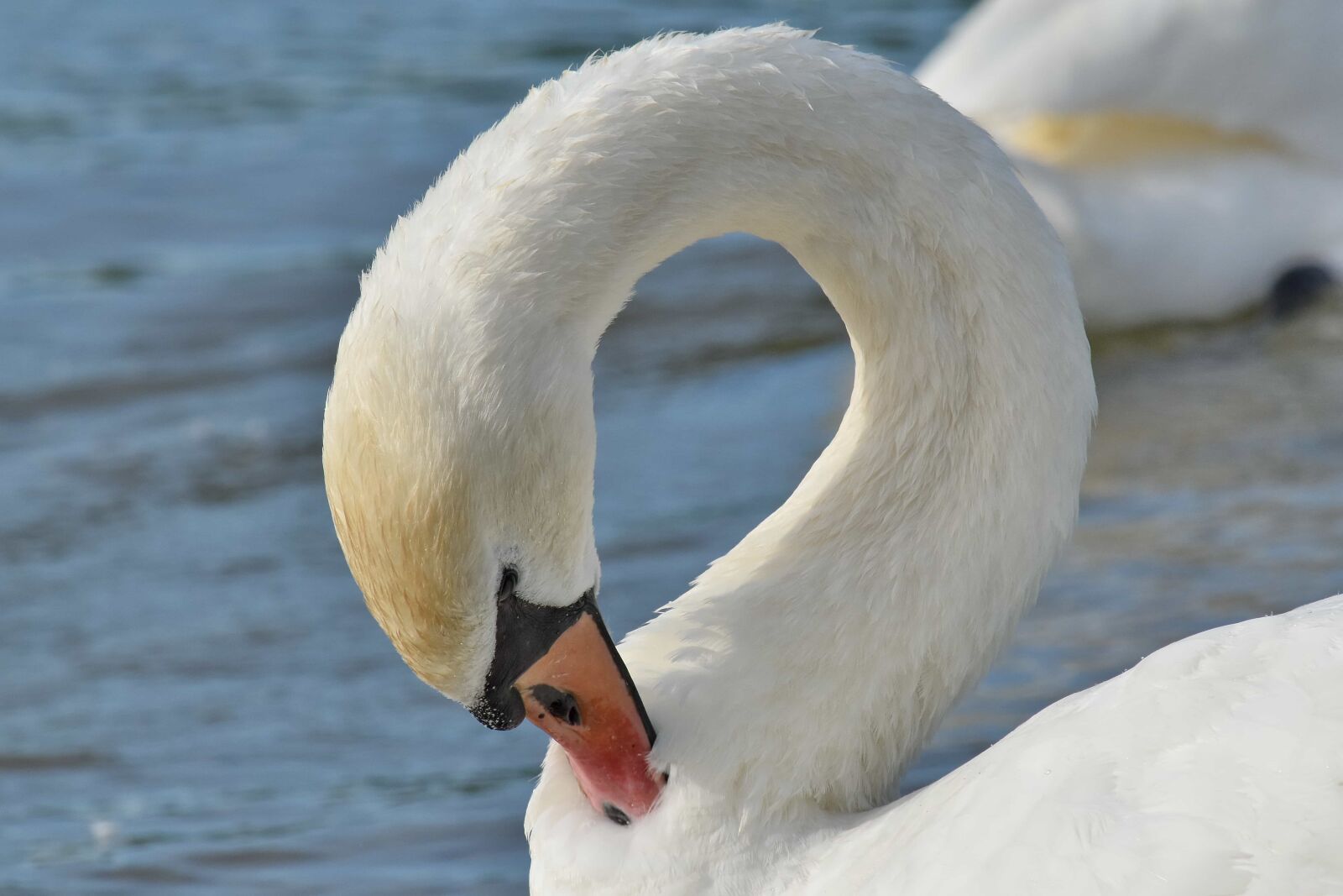 Nikon D5500 sample photo. Neck, swan, beak, bird photography