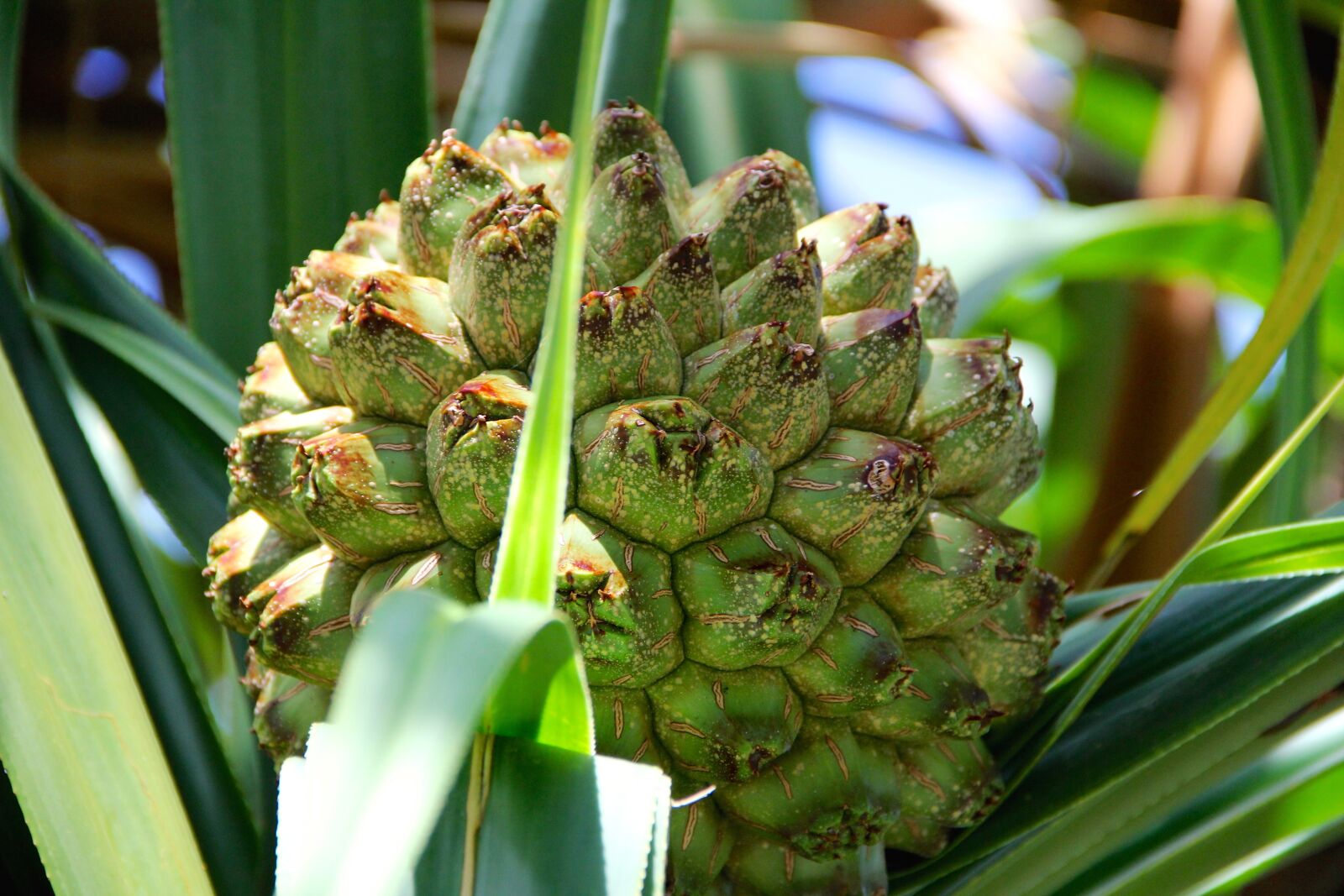 Canon EF-S 18-135mm F3.5-5.6 IS sample photo. Fruit, tropics, plant photography