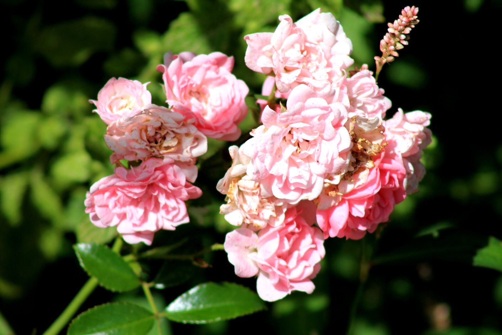 Canon EOS 1100D (EOS Rebel T3 / EOS Kiss X50) sample photo. Flowers, shrubs, green photography