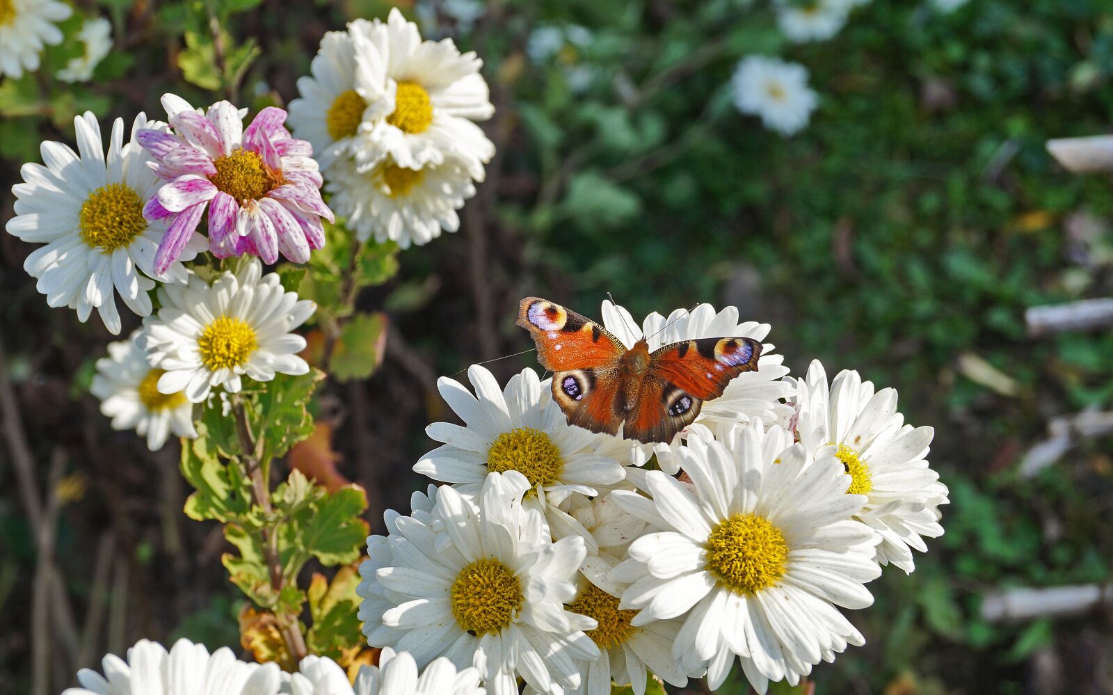Sony DT 18-55mm F3.5-5.6 SAM II sample photo. Flower, butterfly, nature photography