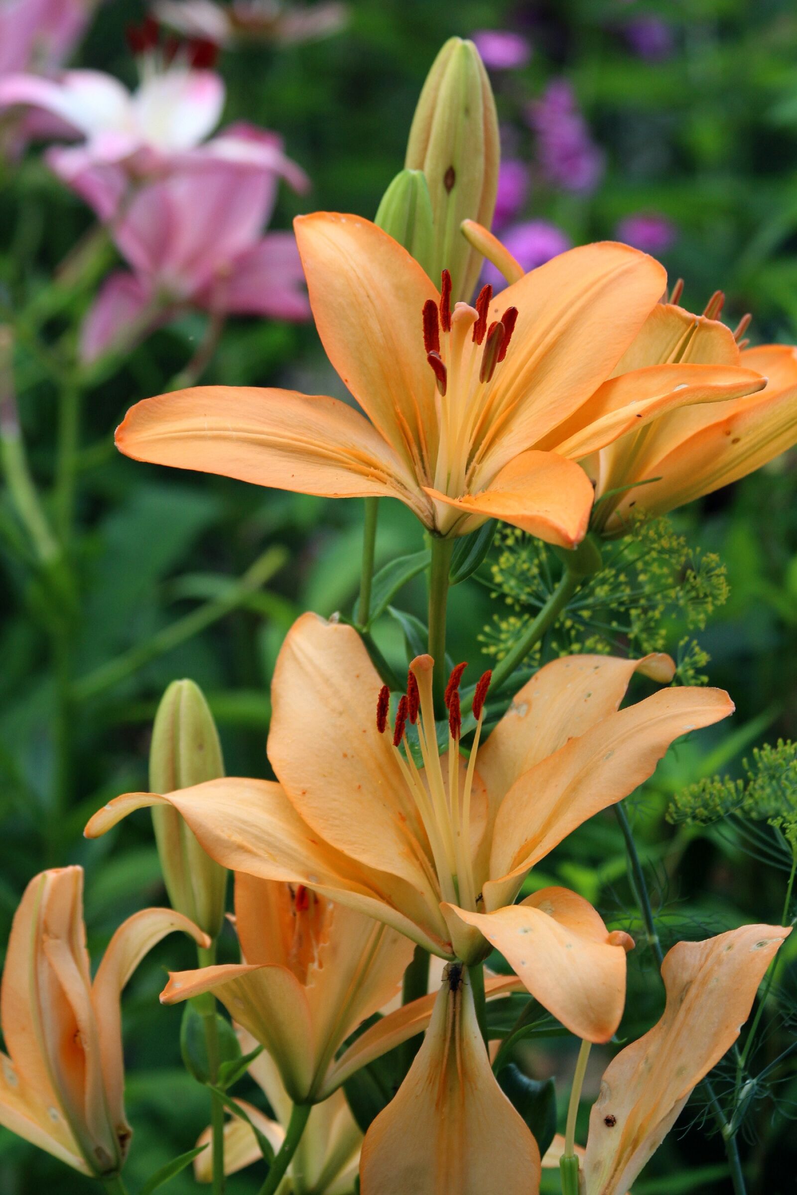 Canon EOS 650D (EOS Rebel T4i / EOS Kiss X6i) sample photo. Day-lily, flower, nature photography