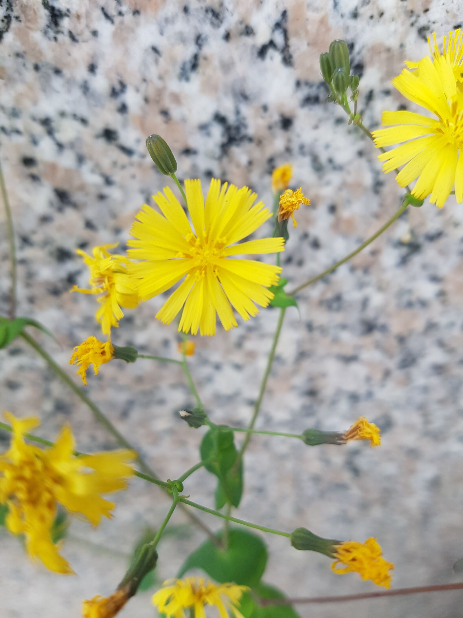 Samsung Galaxy S7 sample photo. Yellow flower, yellow, sunflower photography