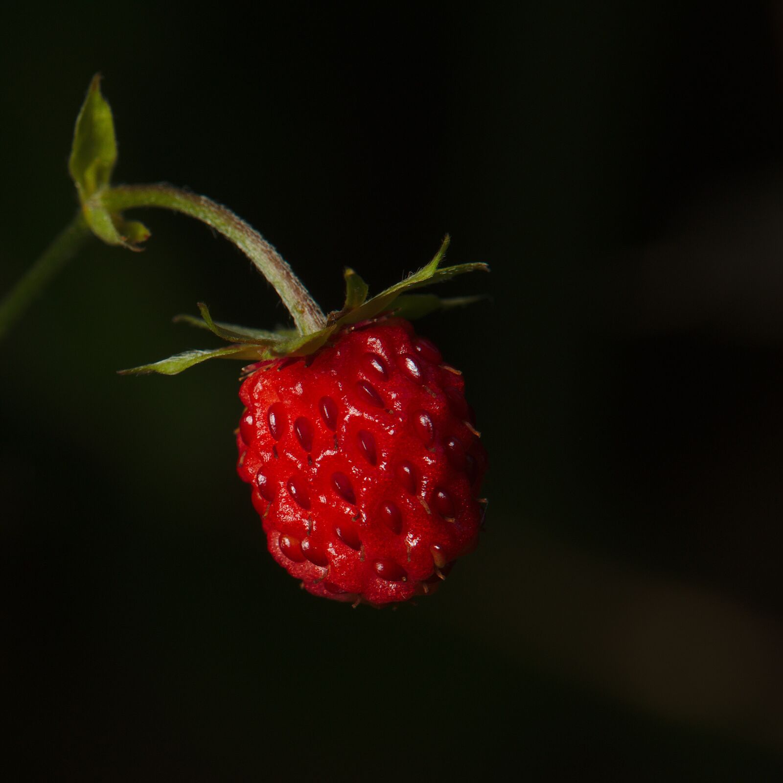 Canon EOS M5 + Canon EF-M 18-150mm F3.5-6.3 IS STM sample photo. Close up, strawberry, red photography