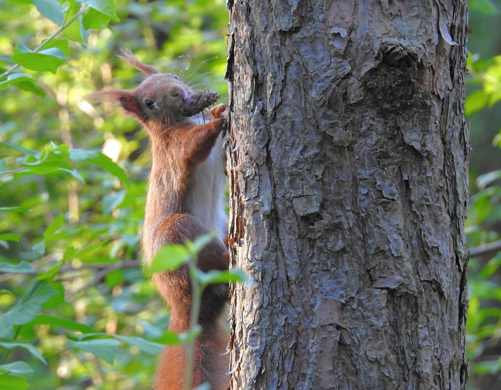 Nikon Coolpix P900 sample photo. The squirrel, forest, nature photography