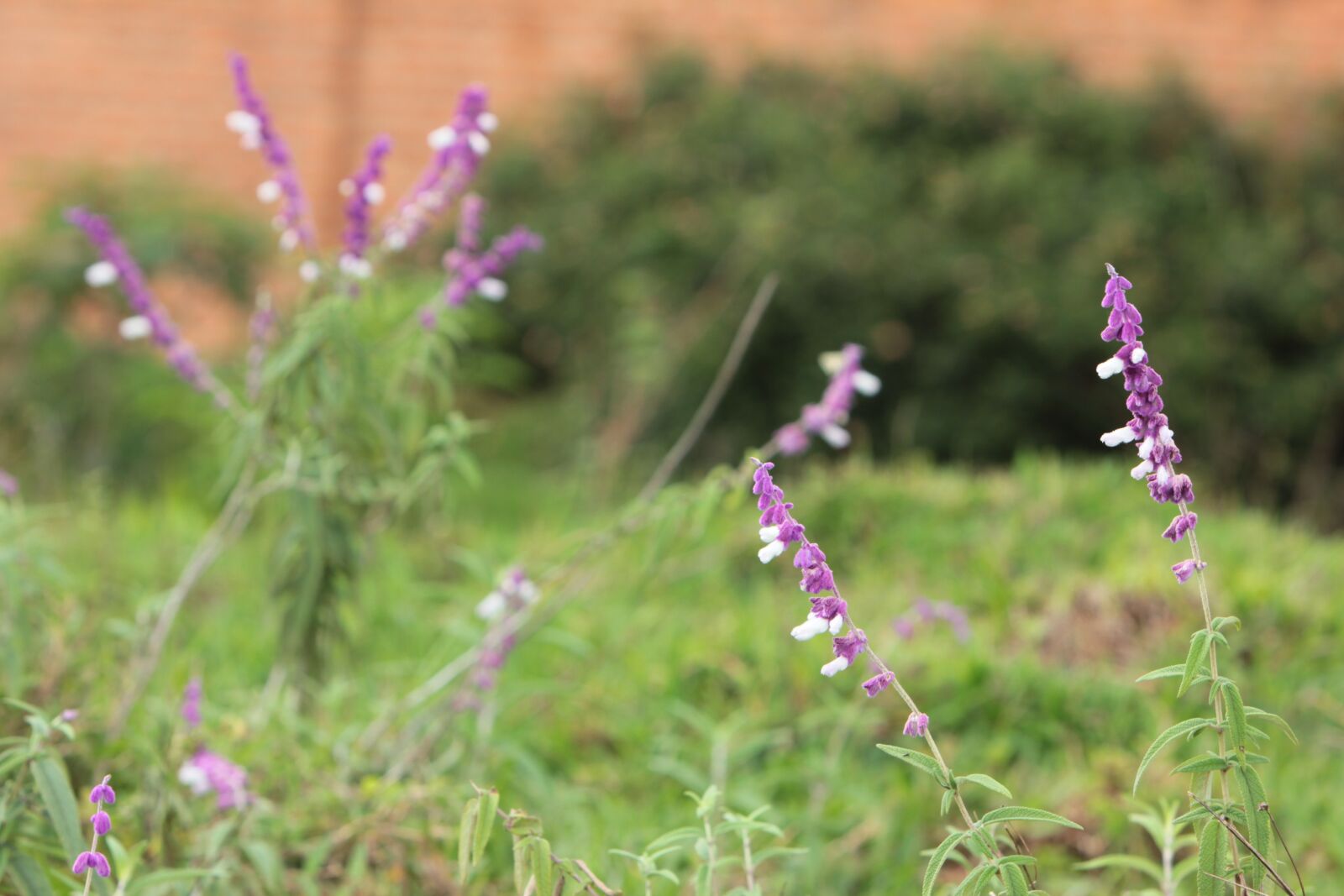 Canon EOS 550D (EOS Rebel T2i / EOS Kiss X4) sample photo. Flower, nature, burundi photography