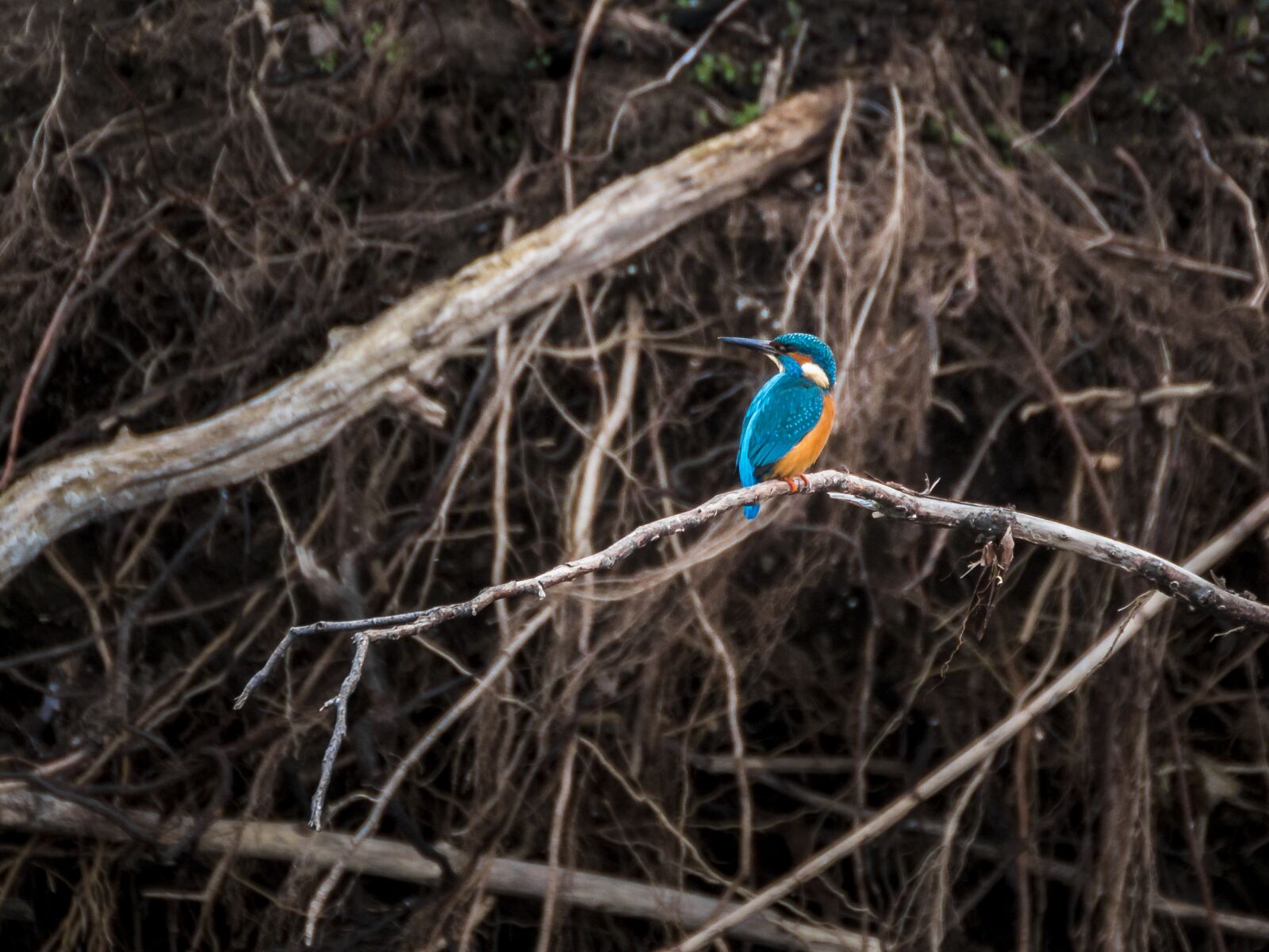 Canon EOS 70D sample photo. Kingfisher, bird, nature photography