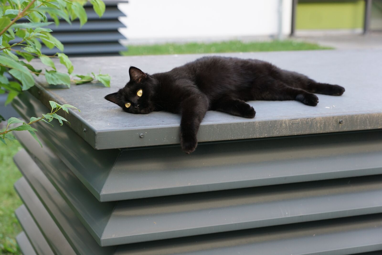 Sony DT 16-50mm F2.8 SSM sample photo. Cat, black, animal photography
