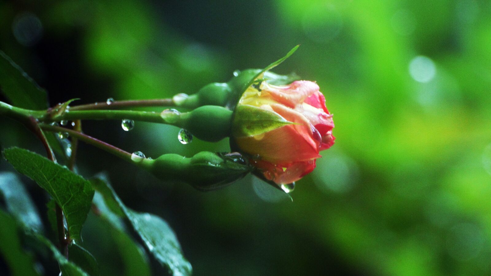 Panasonic Lumix DMC-GH3 sample photo. Rose, the rain came photography