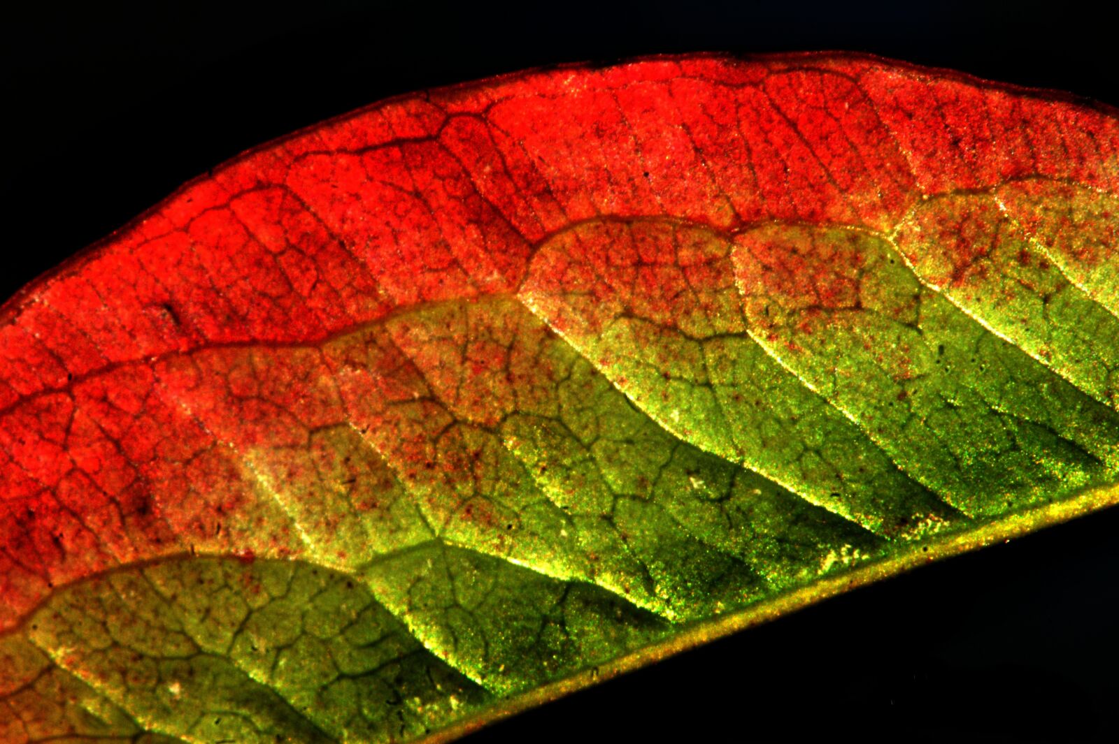 Sony Alpha DSLR-A390 sample photo. Sheet, autumn, nature photography