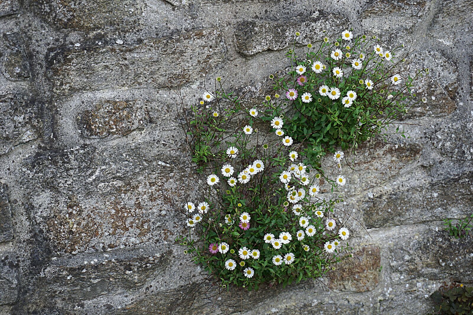 Sony a6000 sample photo. Flowers, white, wall photography