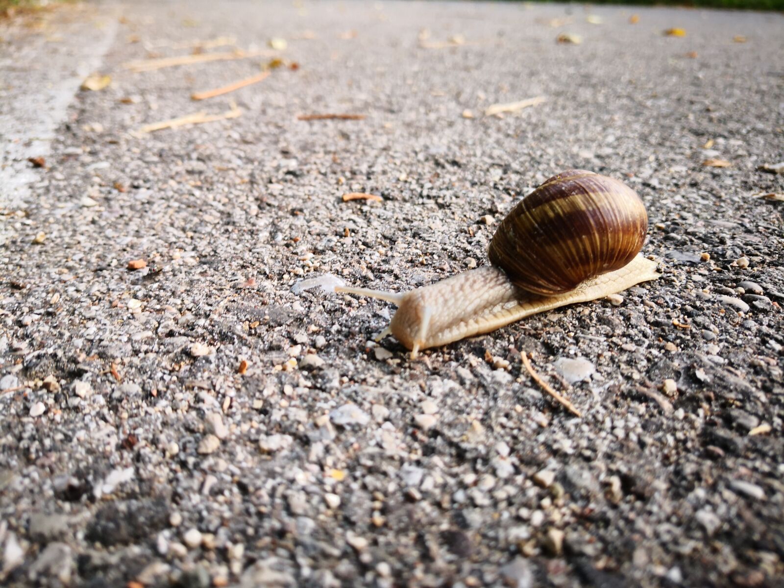 HUAWEI Mate 10 Pro sample photo. Snail, autumn, rest photography