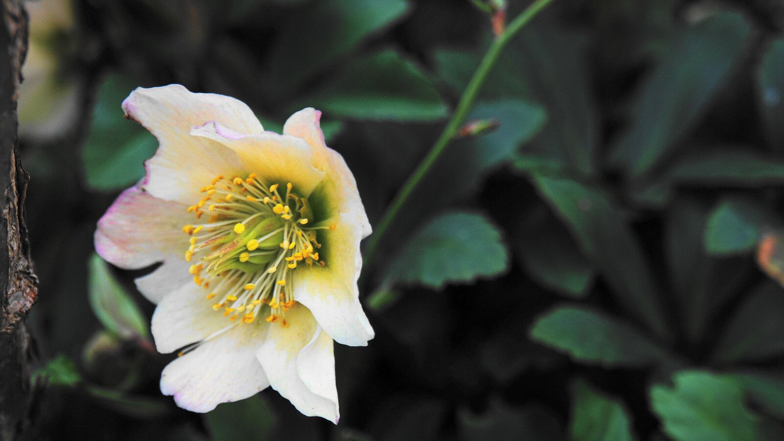 Sony a6000 sample photo. Christmas rose, blossom, bloom photography
