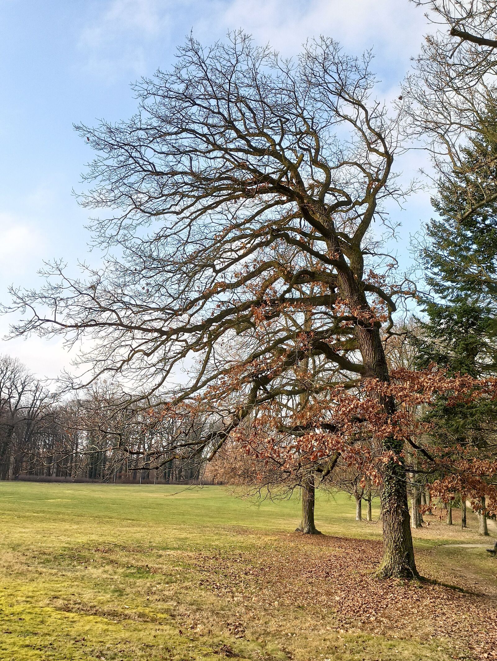 Xiaomi Redmi Note 8 Pro sample photo. Tree, nature, forest photography
