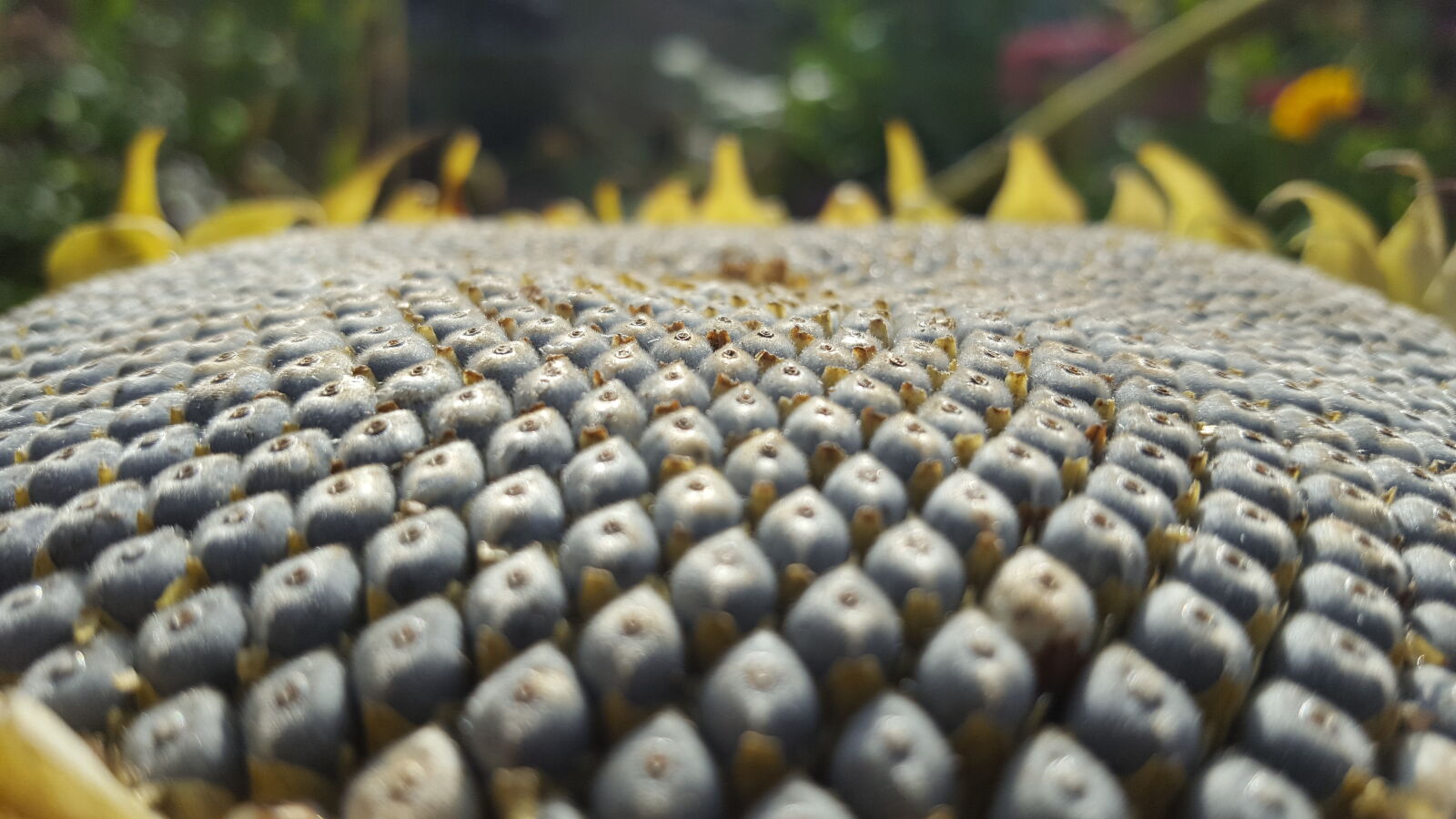 Samsung Galaxy S6 sample photo. Grey, seeds, sunflower photography