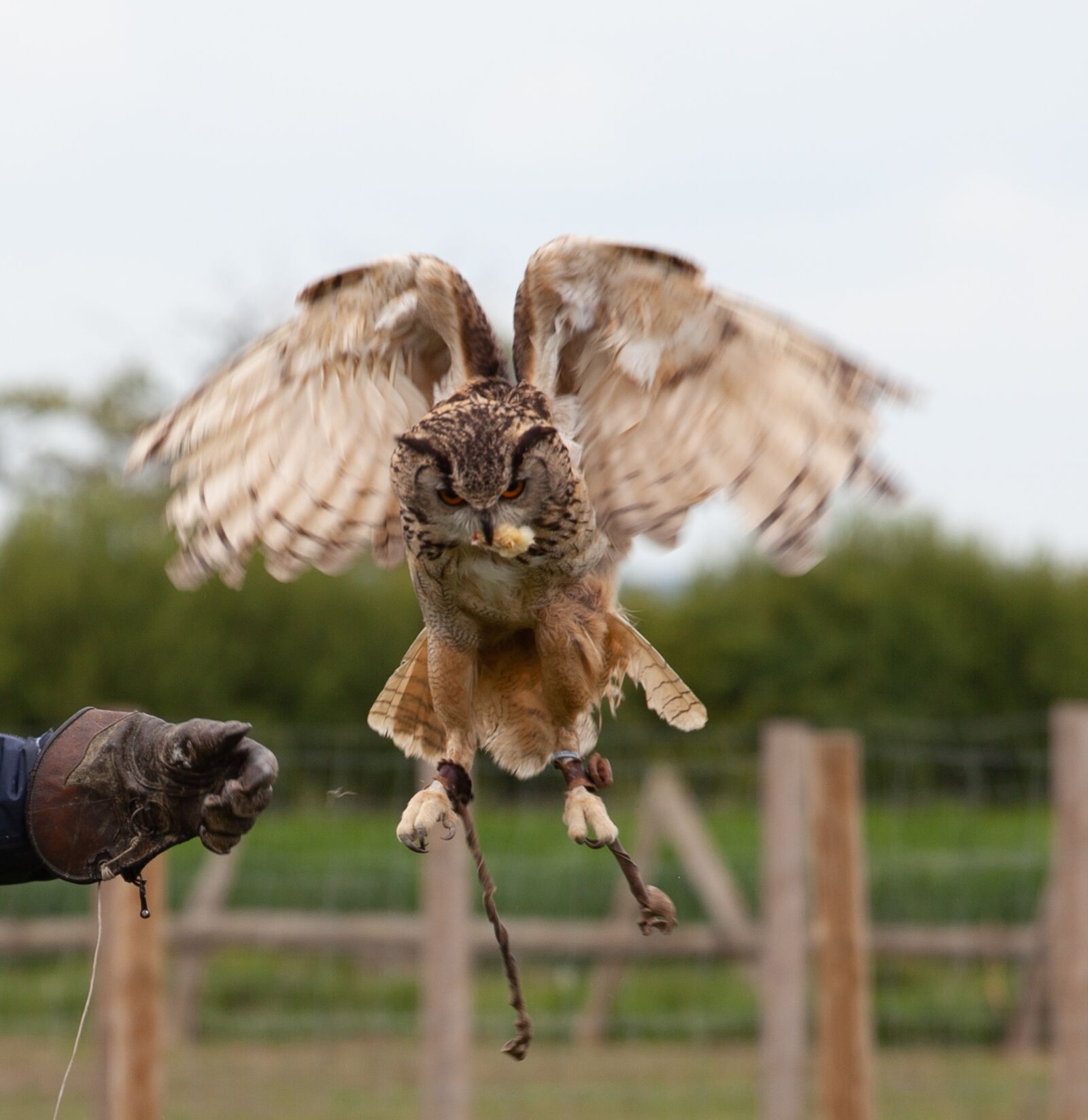 Canon EOS 5D Mark II sample photo. Brown owl taking food photography
