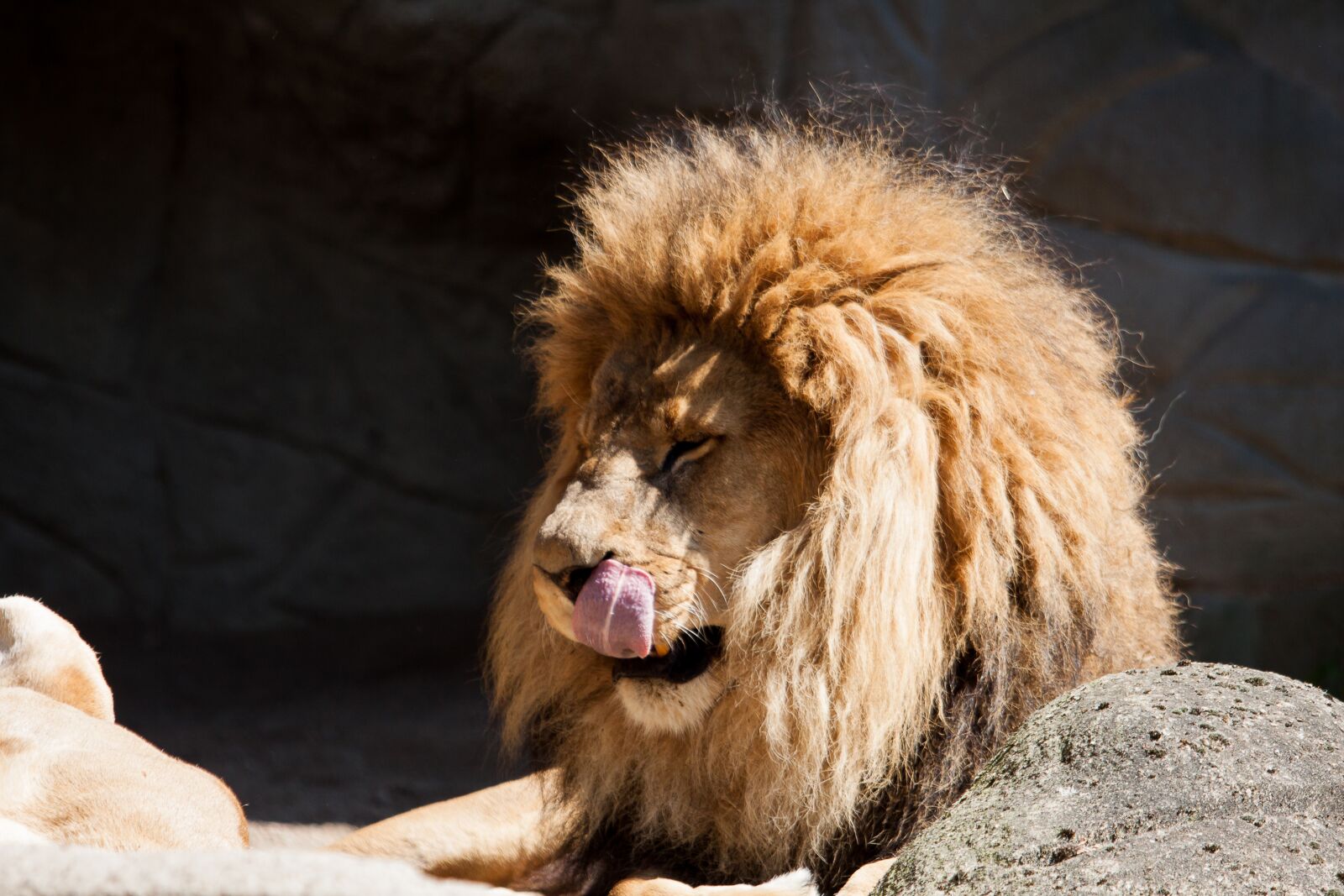 Canon EOS 50D sample photo. Lion, predator, male photography