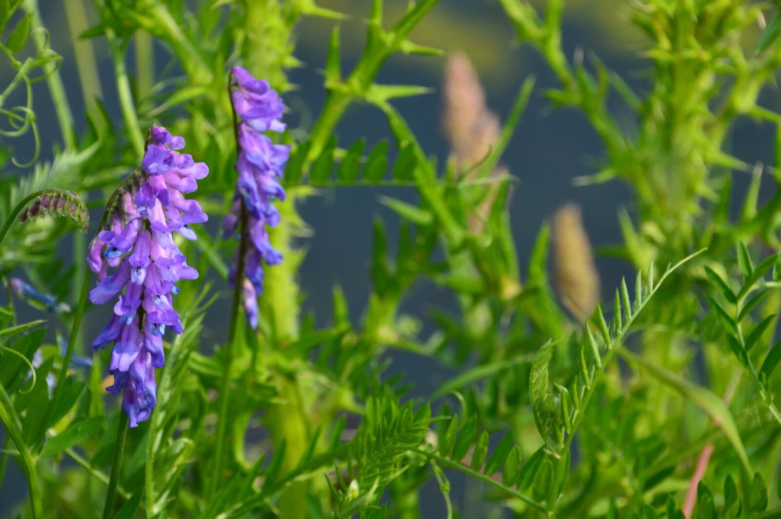 Nikon D3200 sample photo. Vicia cracca, linnaeus, jarosse photography