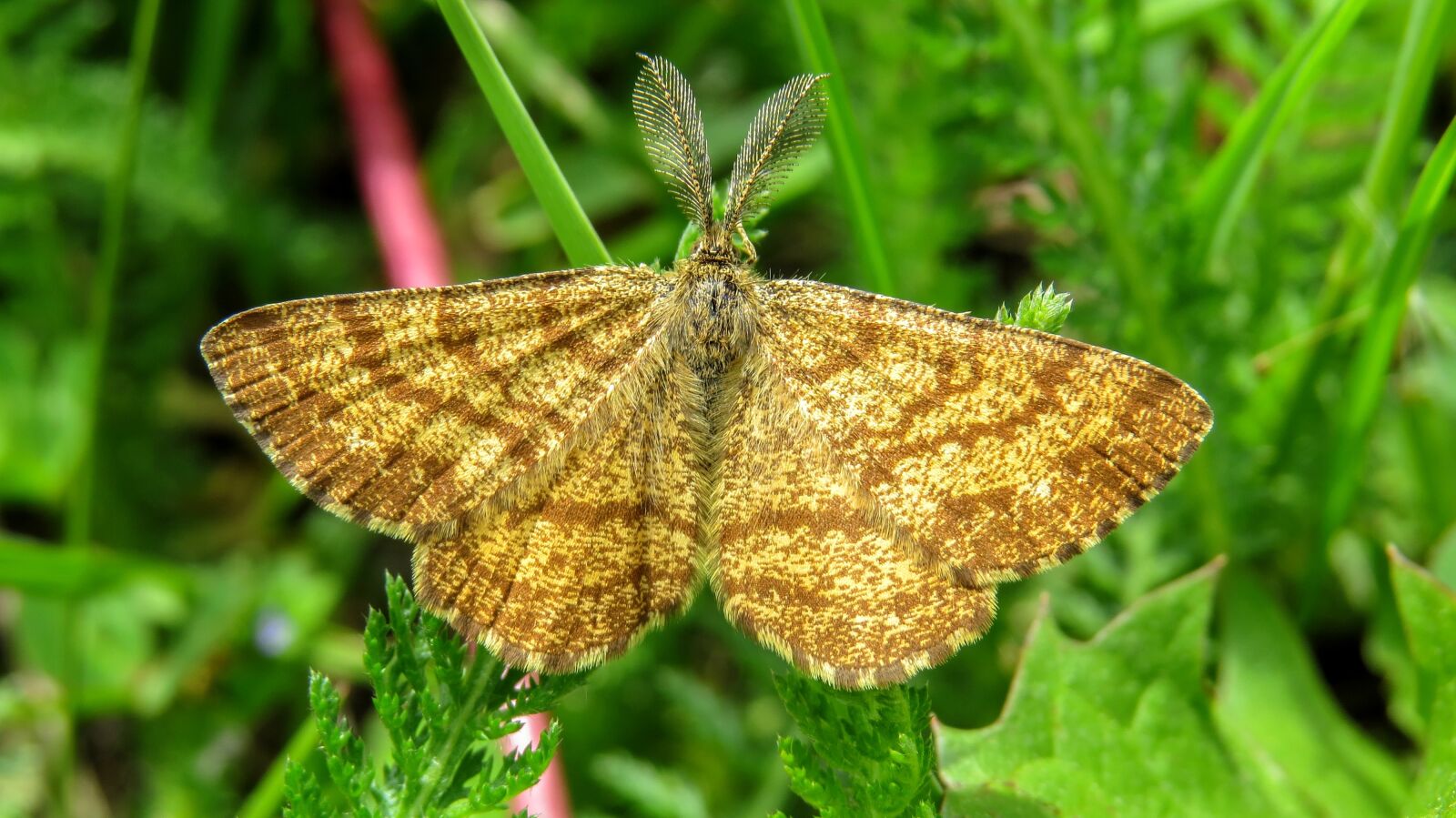 Canon PowerShot SX50 HS sample photo. Butterfly, macro, nature photography