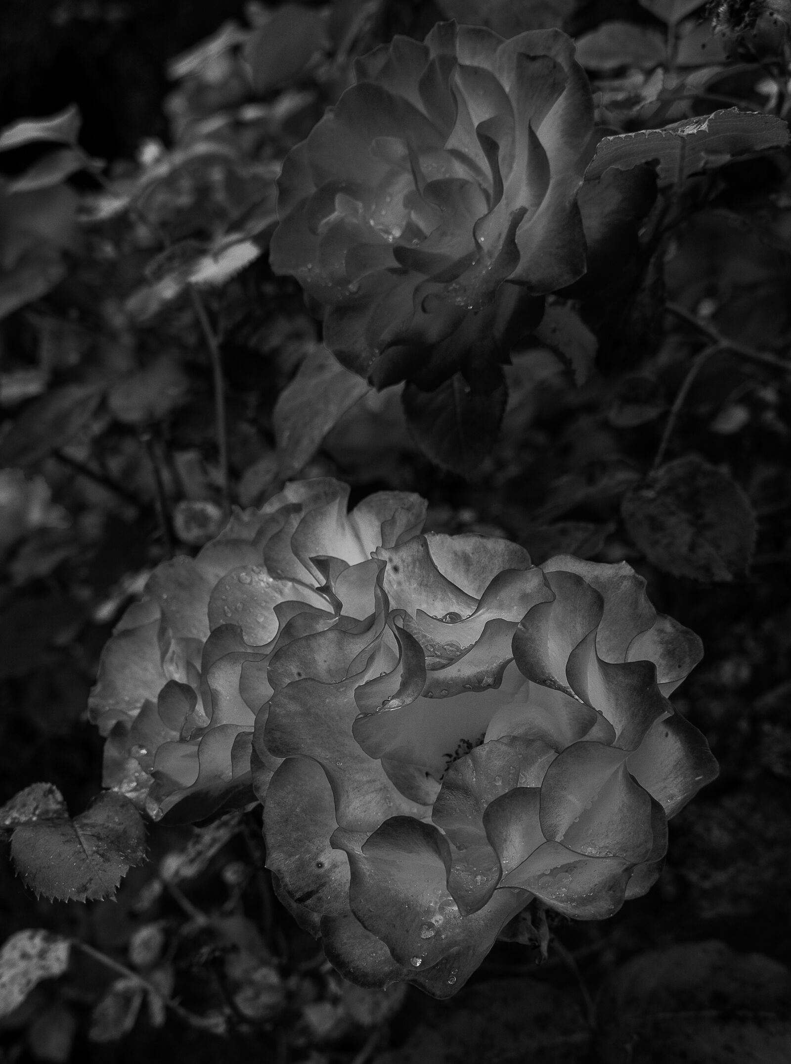 Sony Alpha NEX-3 + Sony E 18-55mm F3.5-5.6 OSS sample photo. Pink, garden, rain photography