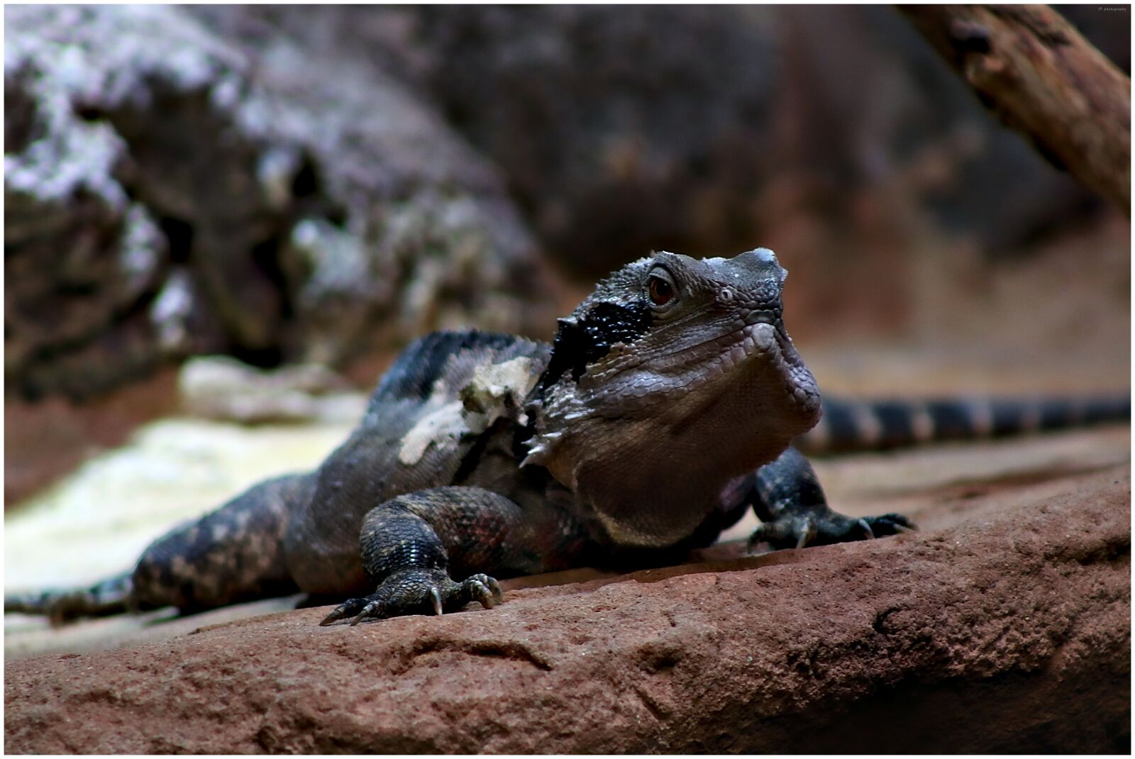 Canon EF75-300mm f/4-5.6 sample photo. Iguana, lizard, reptile photography