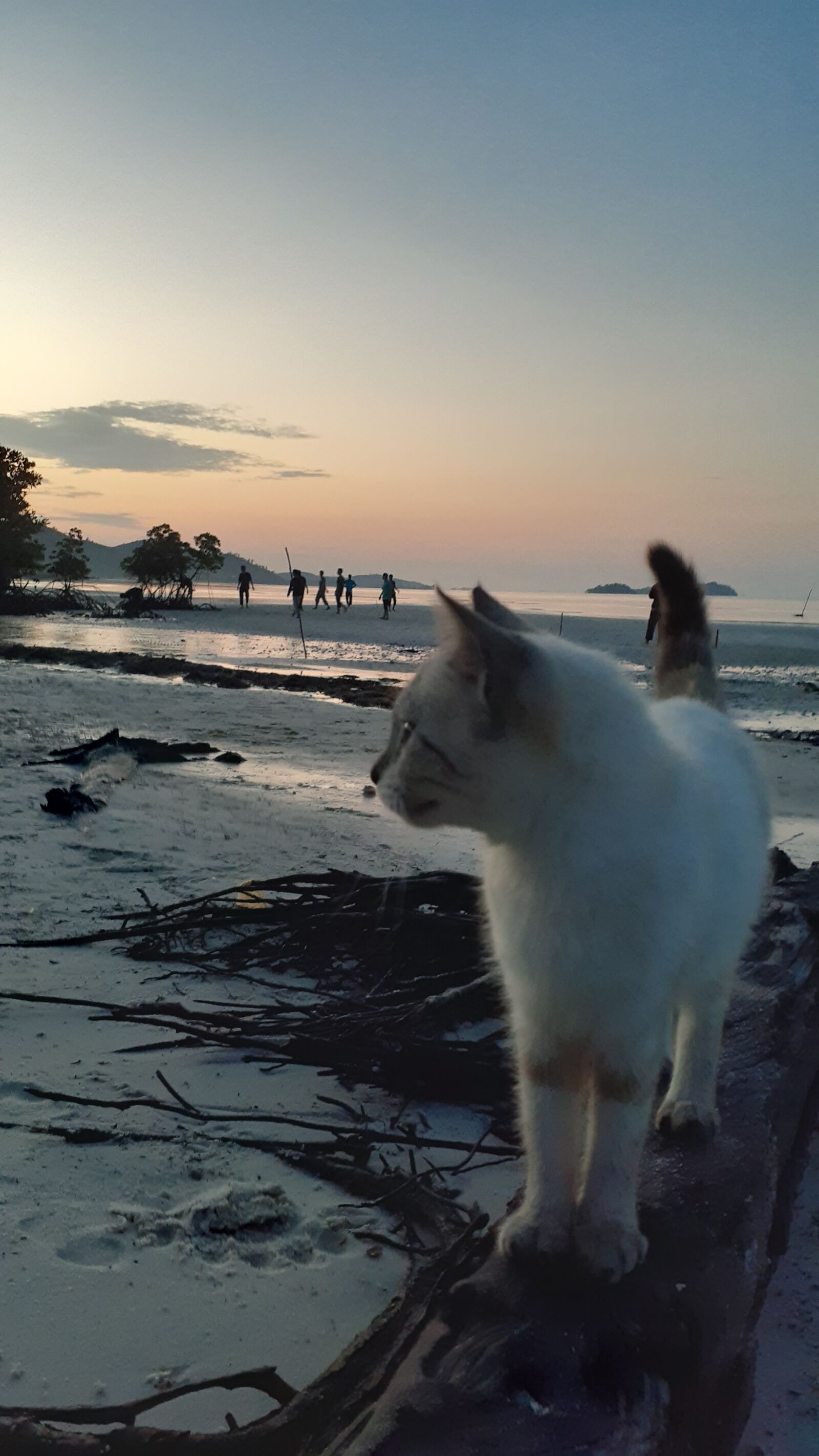 Samsung Galaxy A20 sample photo. Lock, for, cat photography