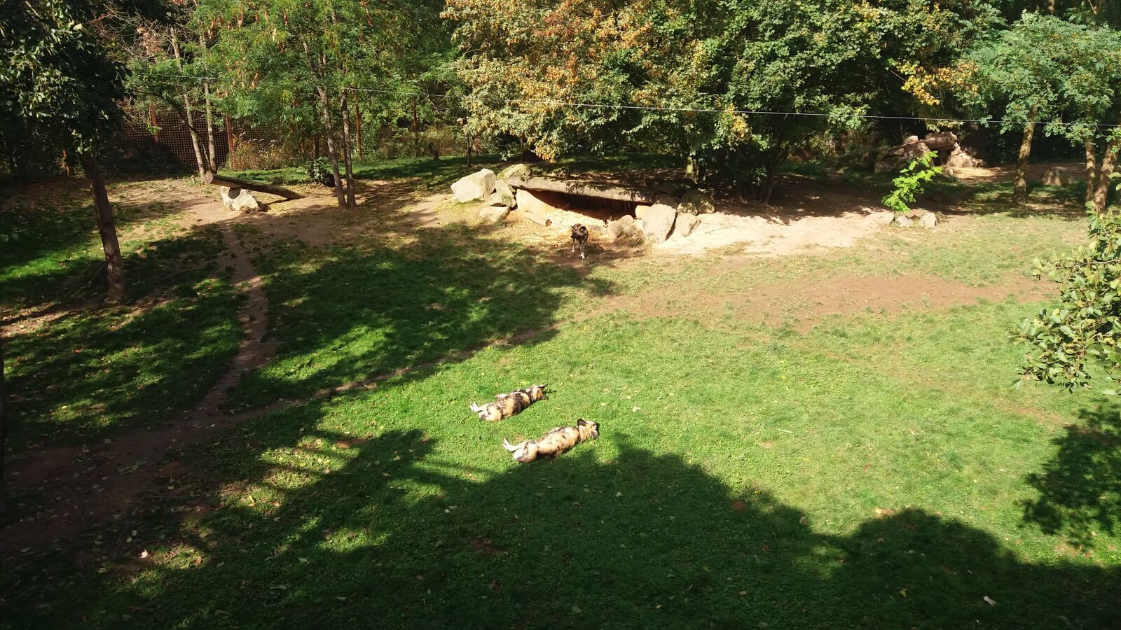 Samsung SM-J500FN sample photo. Dog, wild, zoo photography