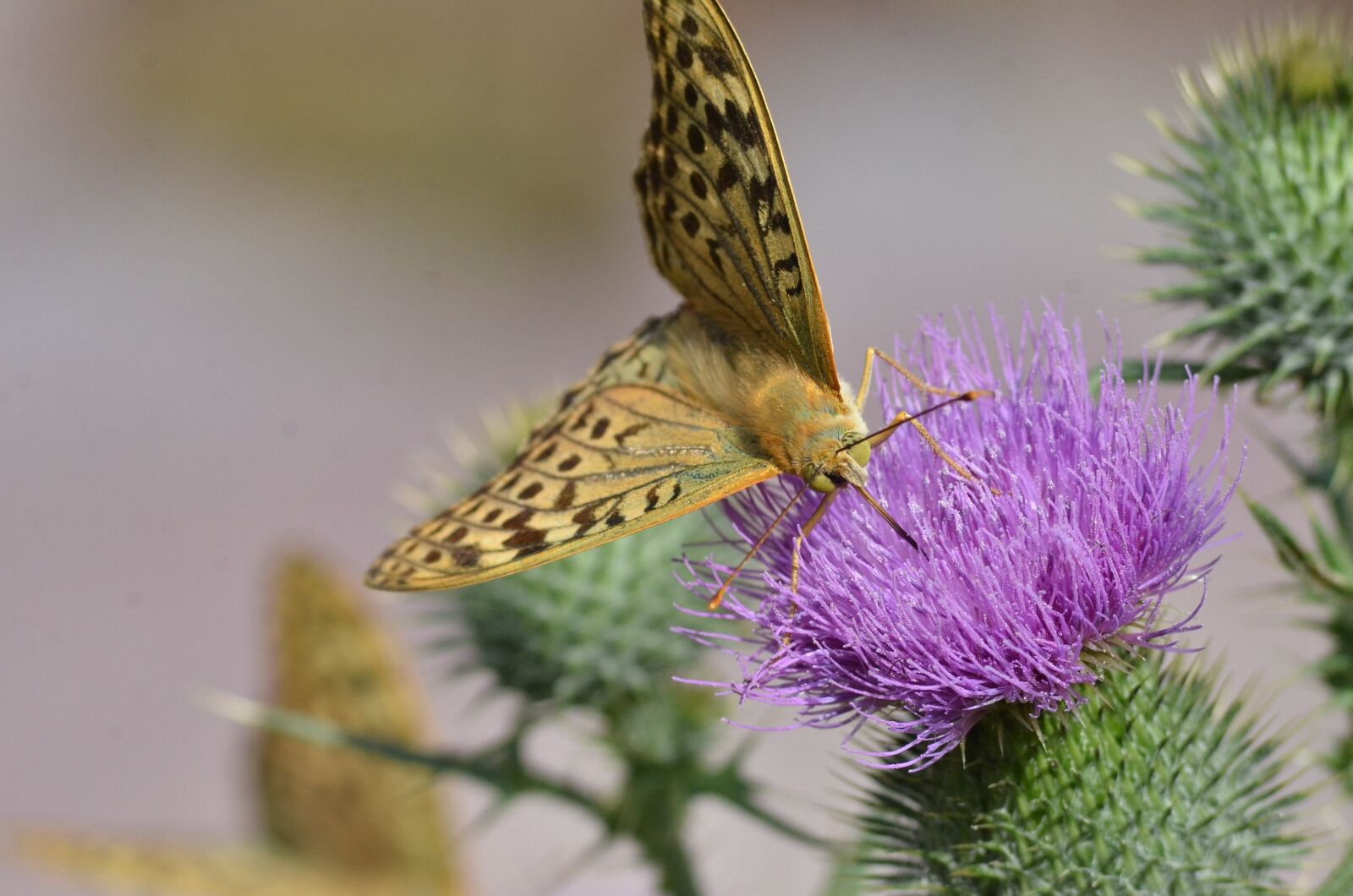 Nikon D7000 sample photo